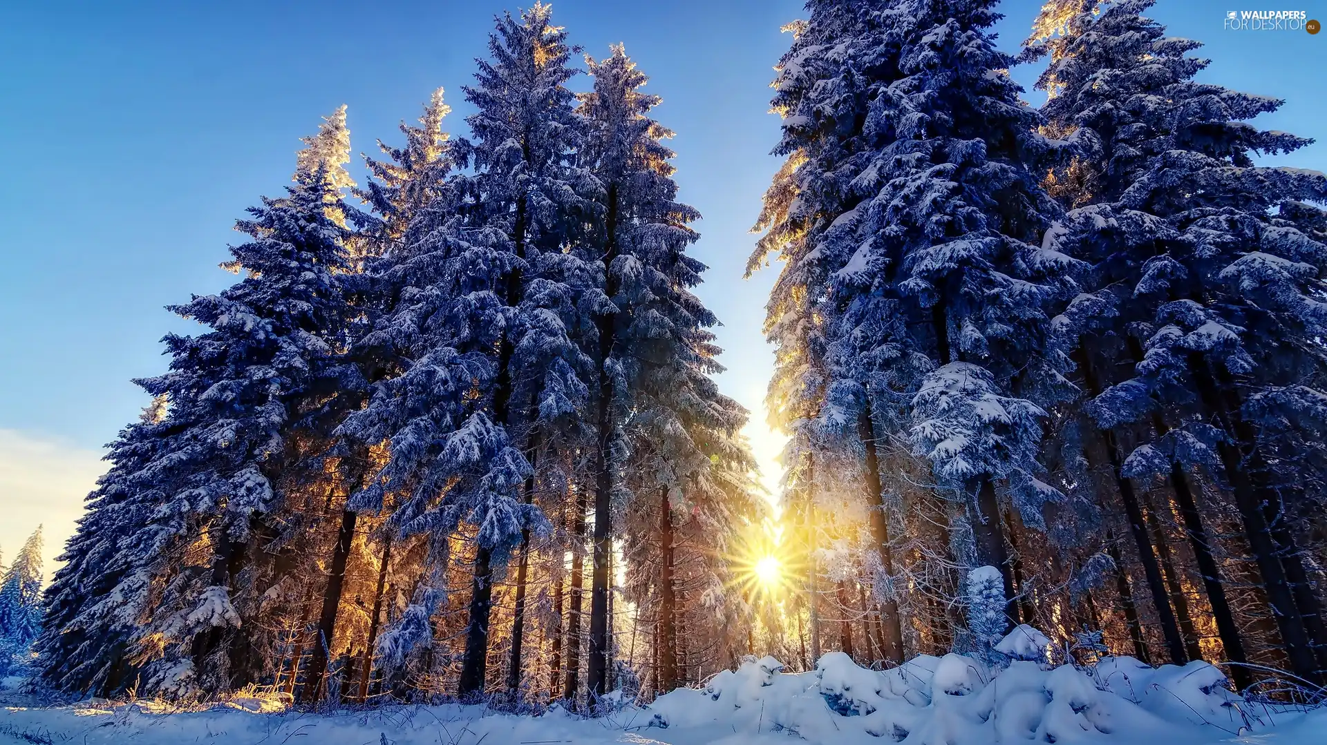 rays, sun, snow, forest, winter