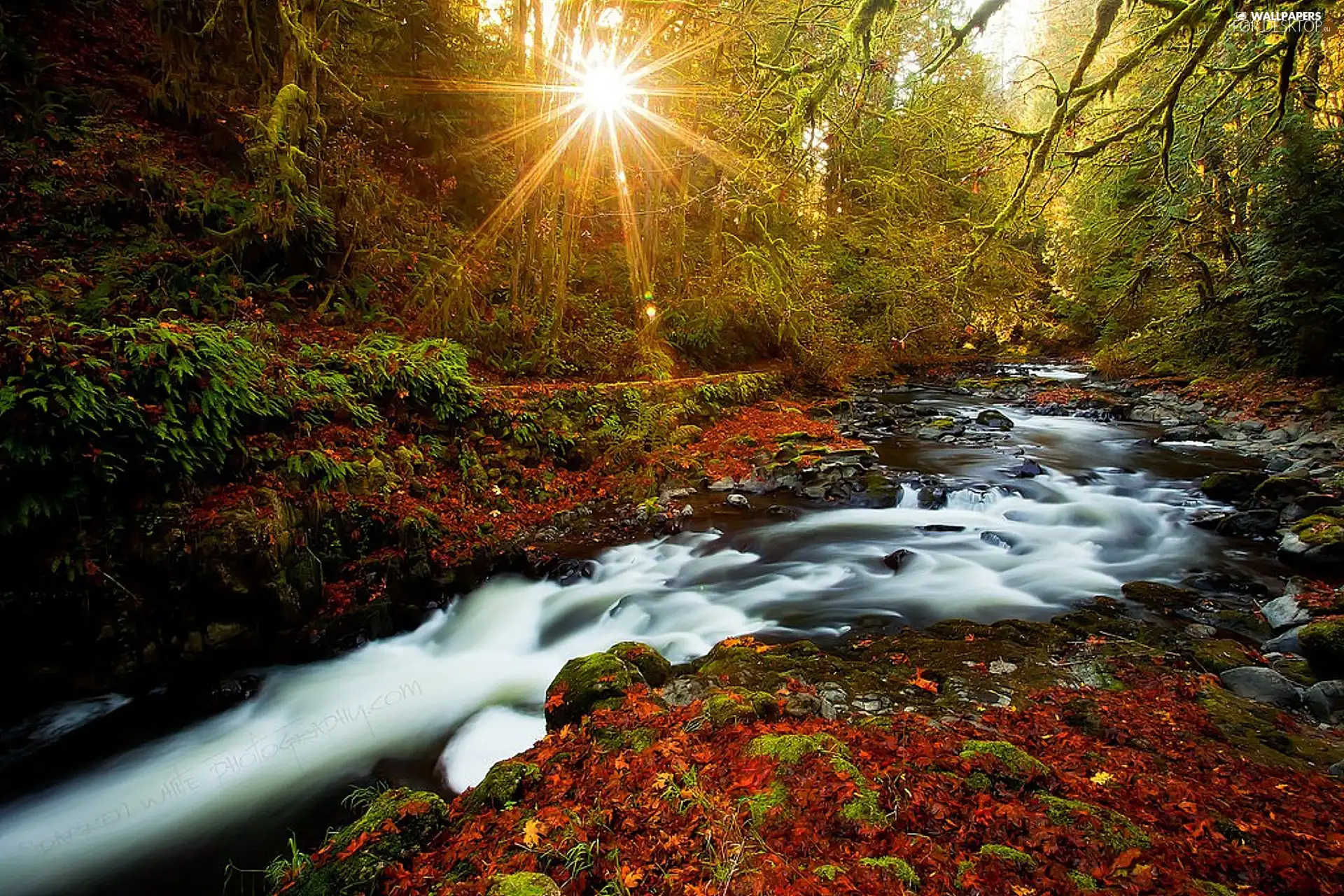 viewes, autumn, rays, sunny, stream, trees