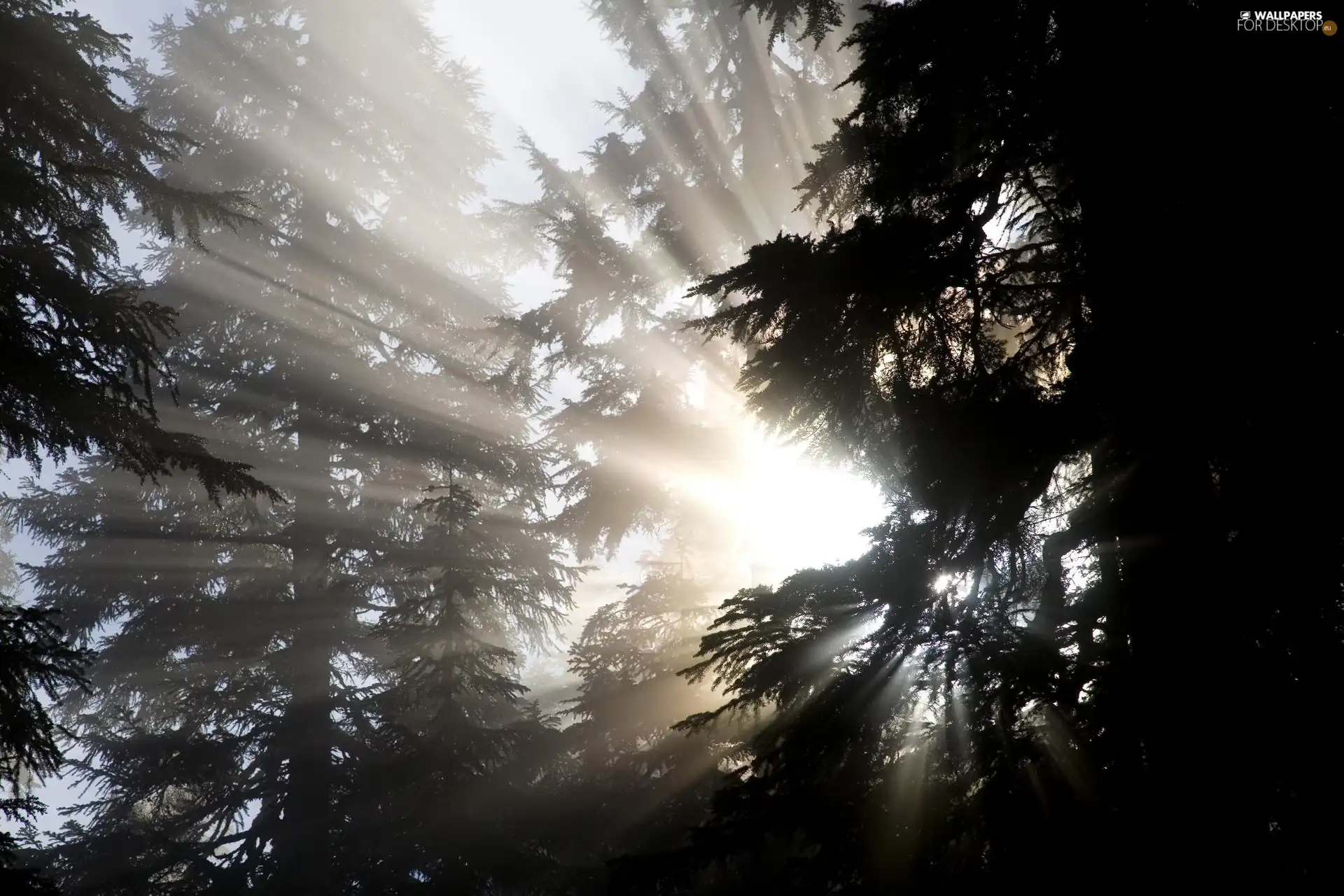 rays, sunny, viewes, forest, trees