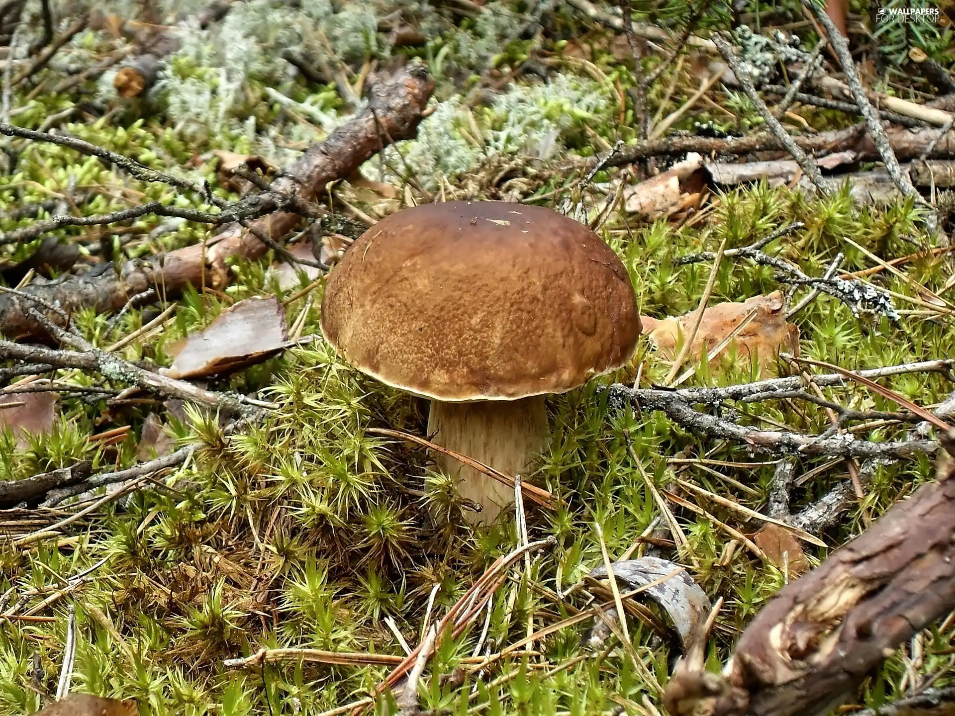 Real mushroom, boletus, forest, mushrooms, Kociewie