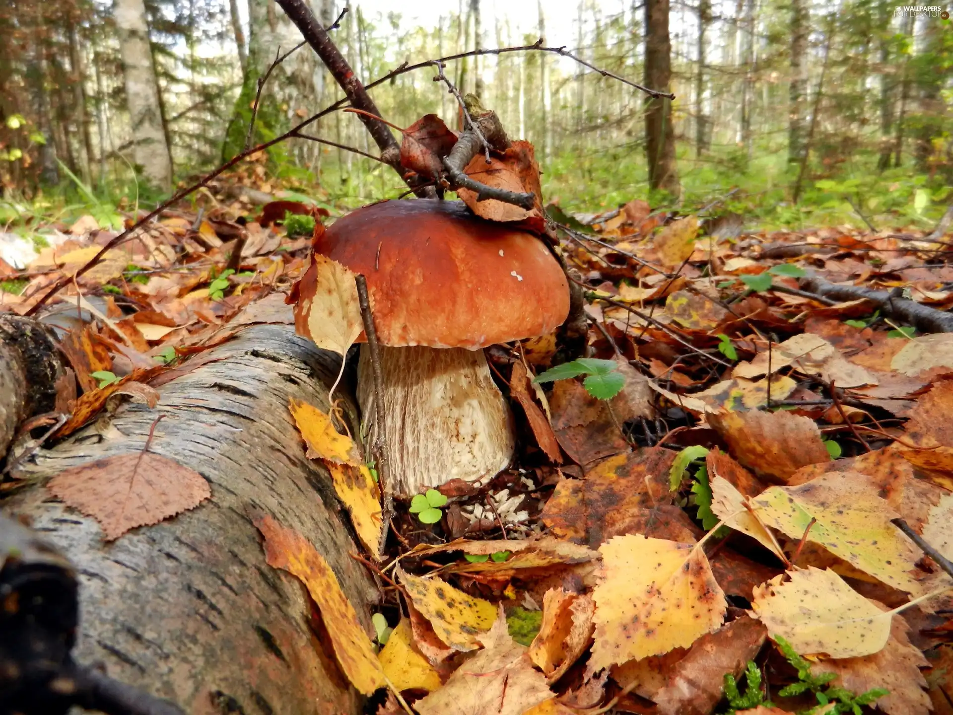 Leaf, forest, Real mushroom