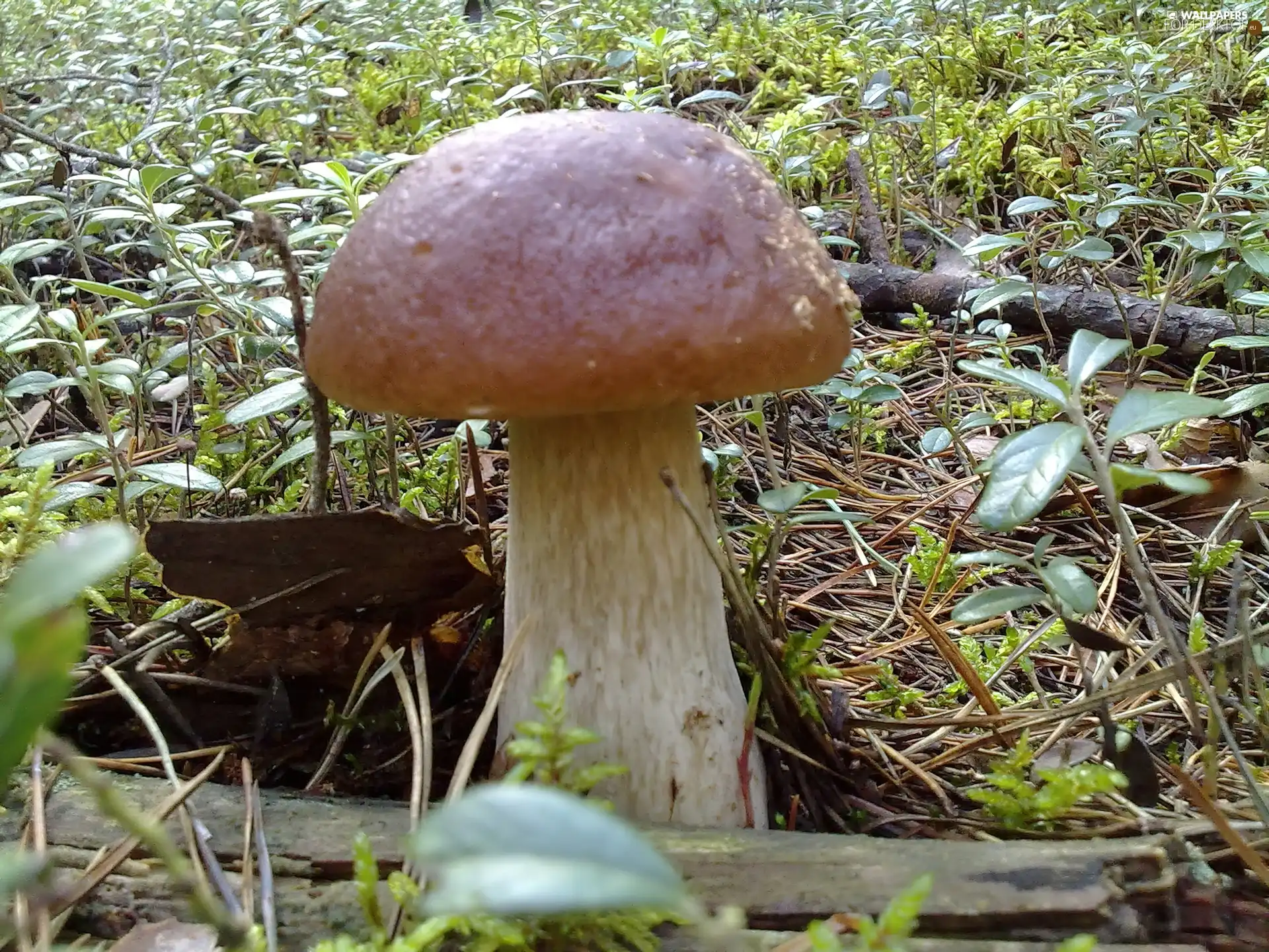 Real mushroom, Plants