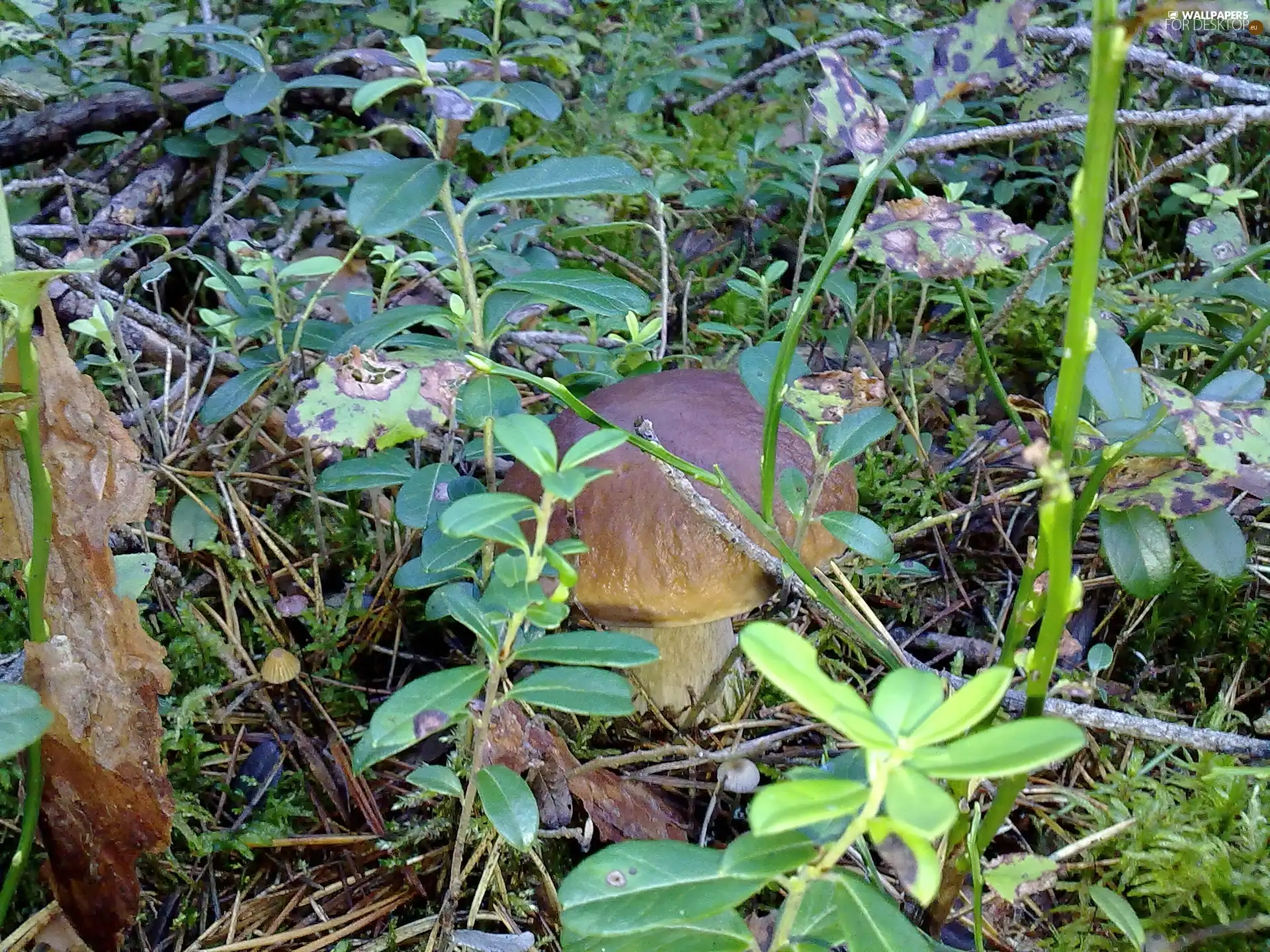 Plants, obscured, Real mushroom