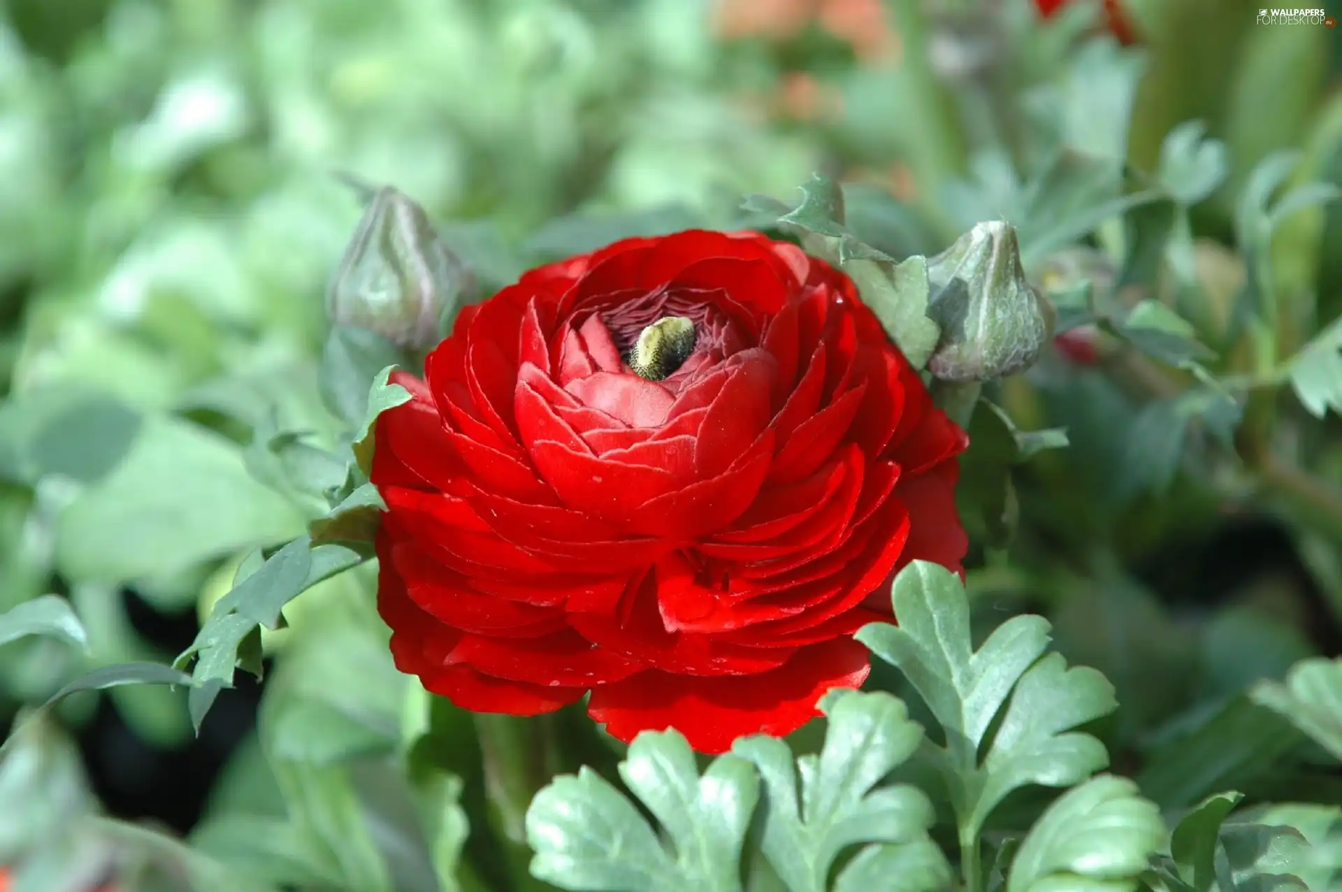 buttercup, Asian Ranunculus, Red