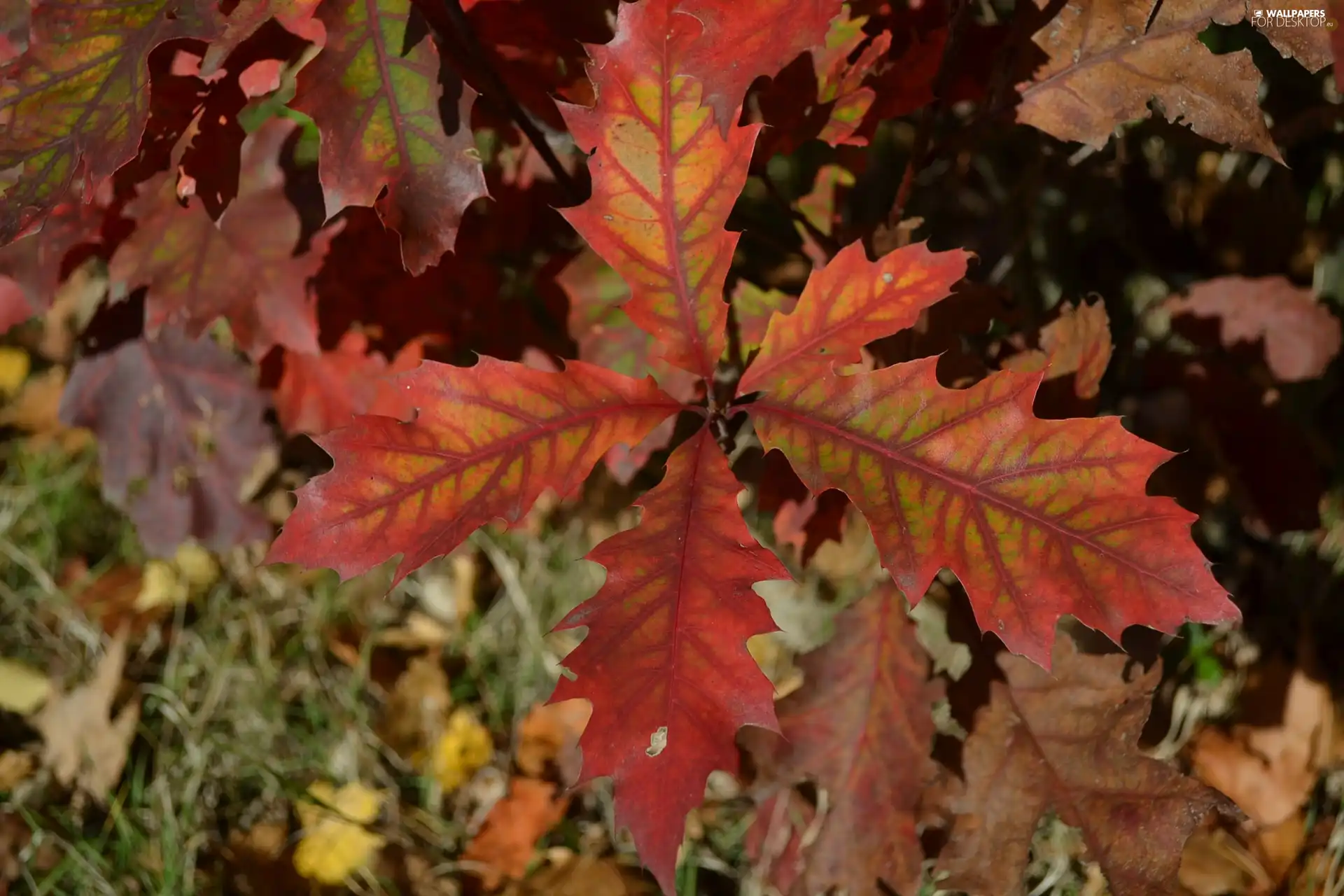 Autumn, oak, red, Leaf