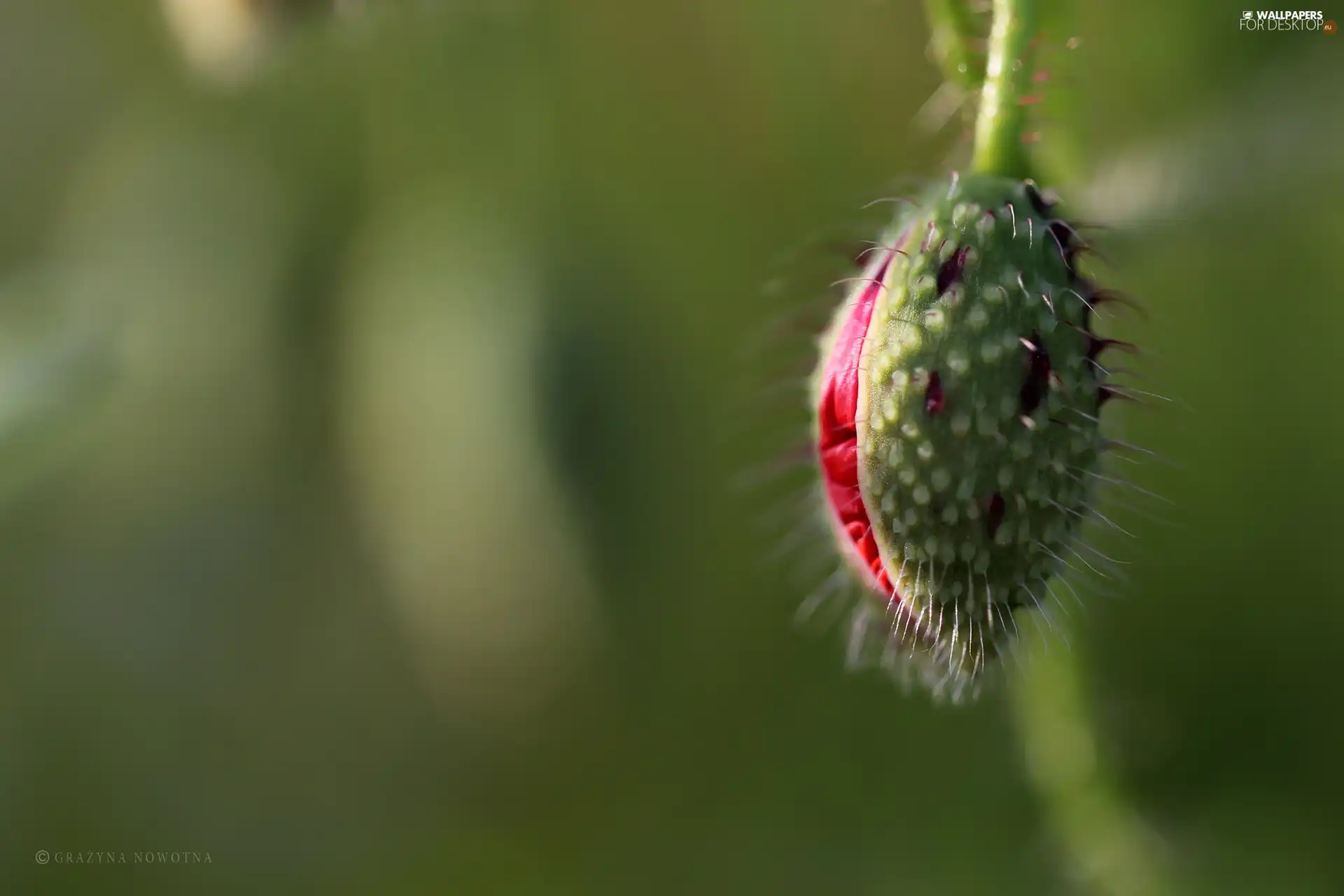 red weed, bud