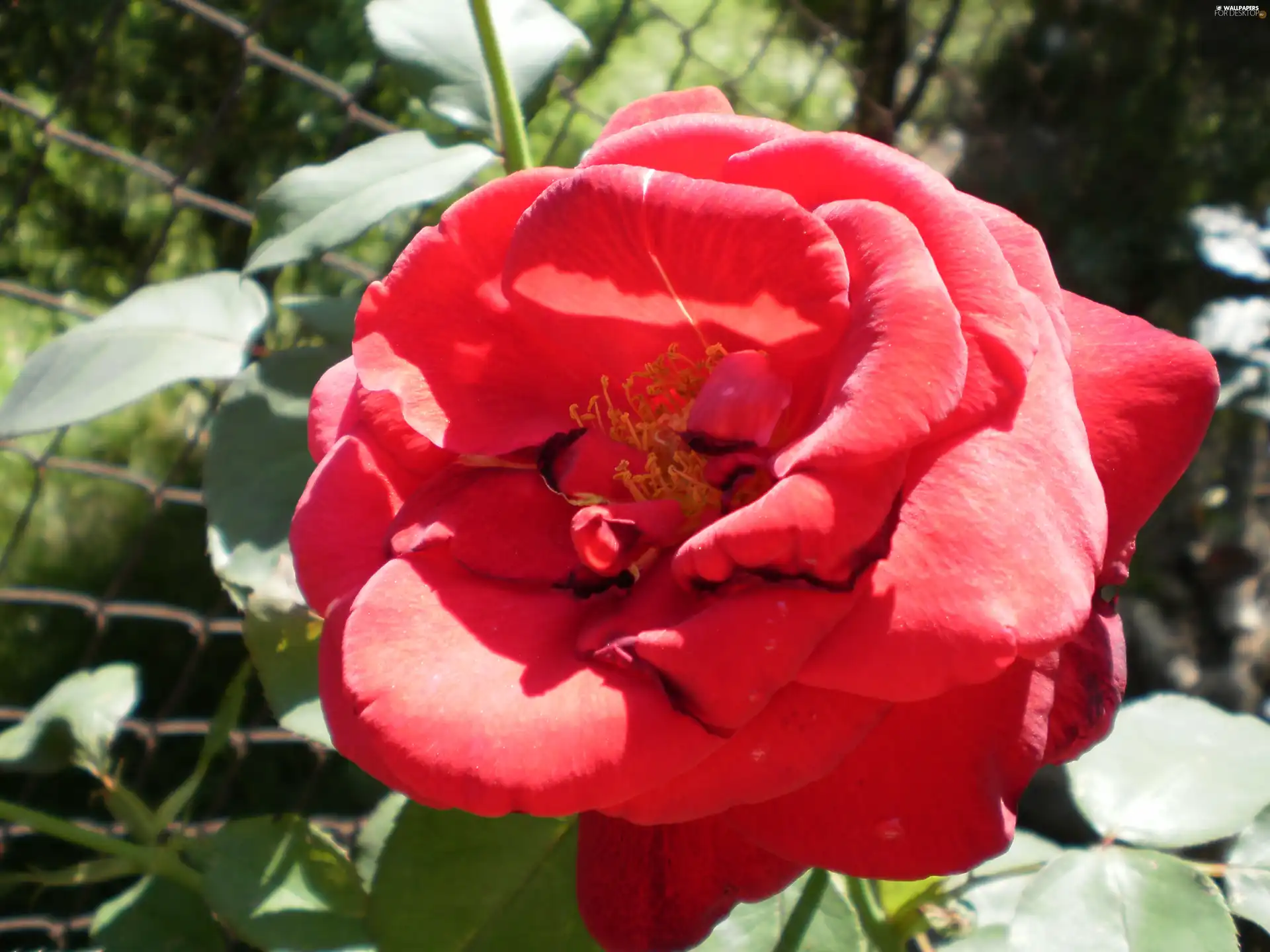 rose, Colourfull Flowers, red hot