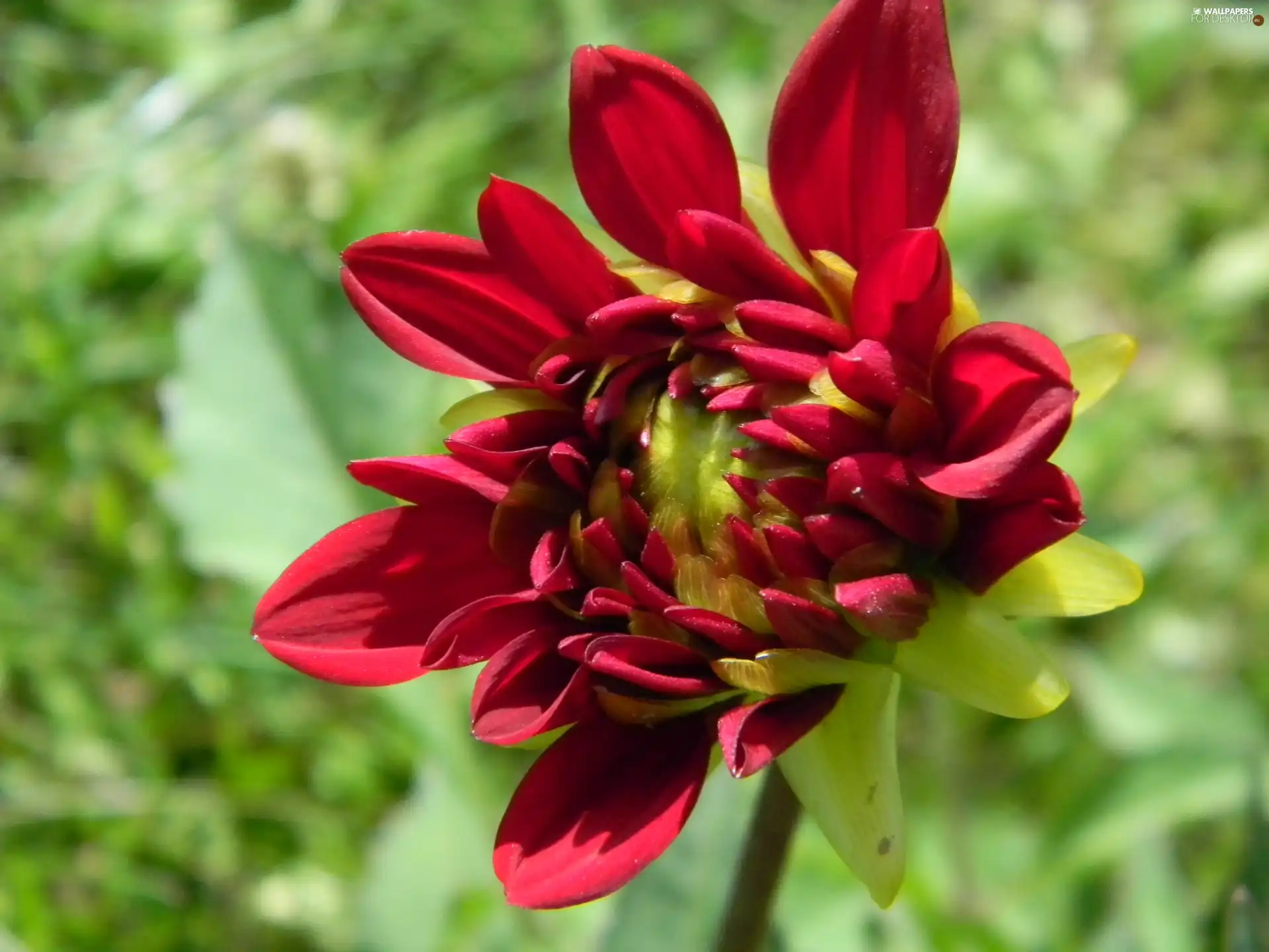 red hot, Dalia