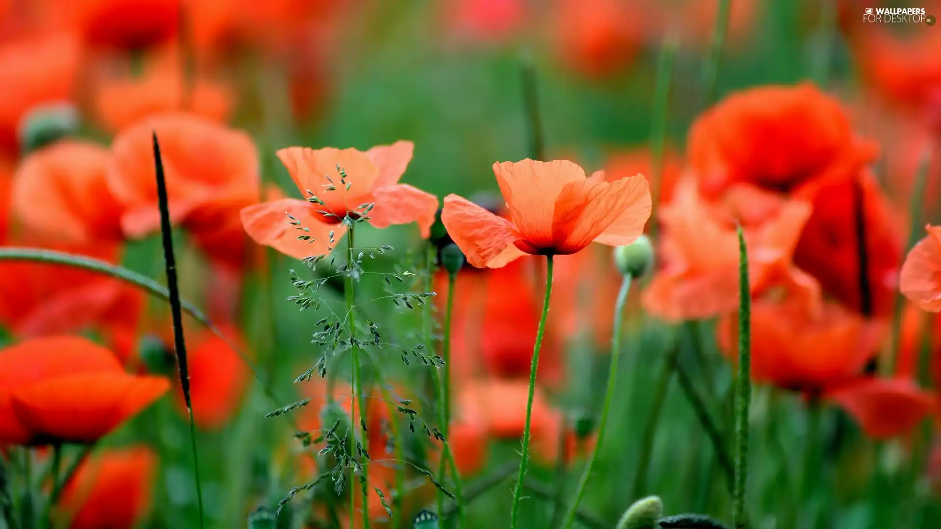 developed, papavers, grass, Red