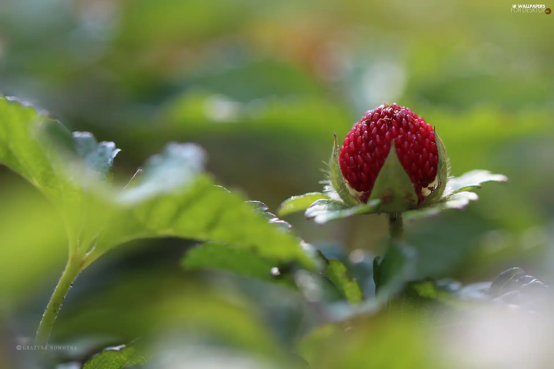 fruit, Duchesnea Indica, Red