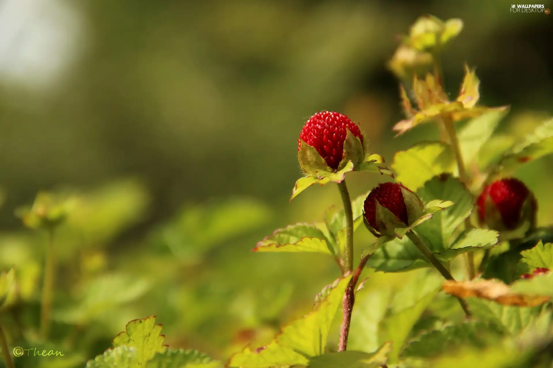 fruit, Duchesnea Indica, Red