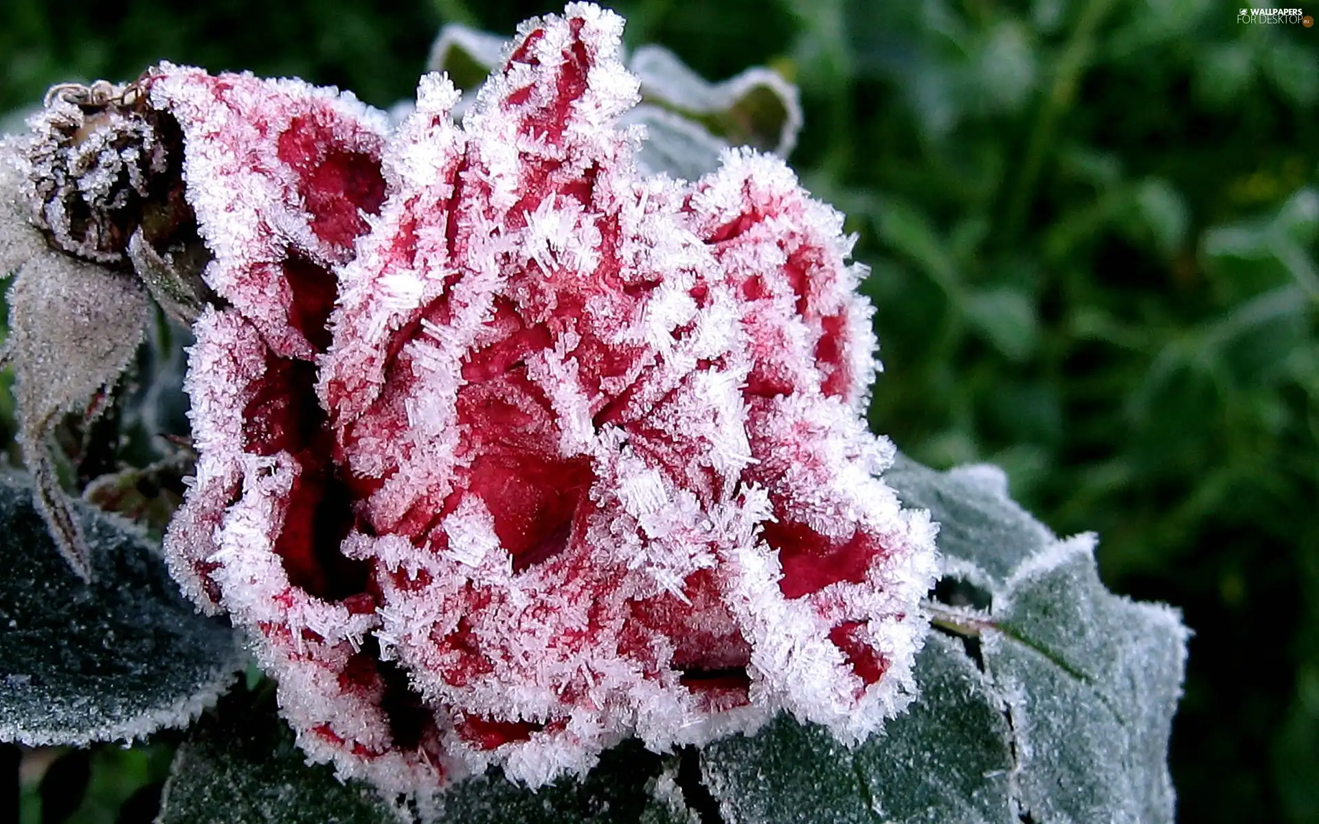 Colourfull Flowers, Frozen, Red