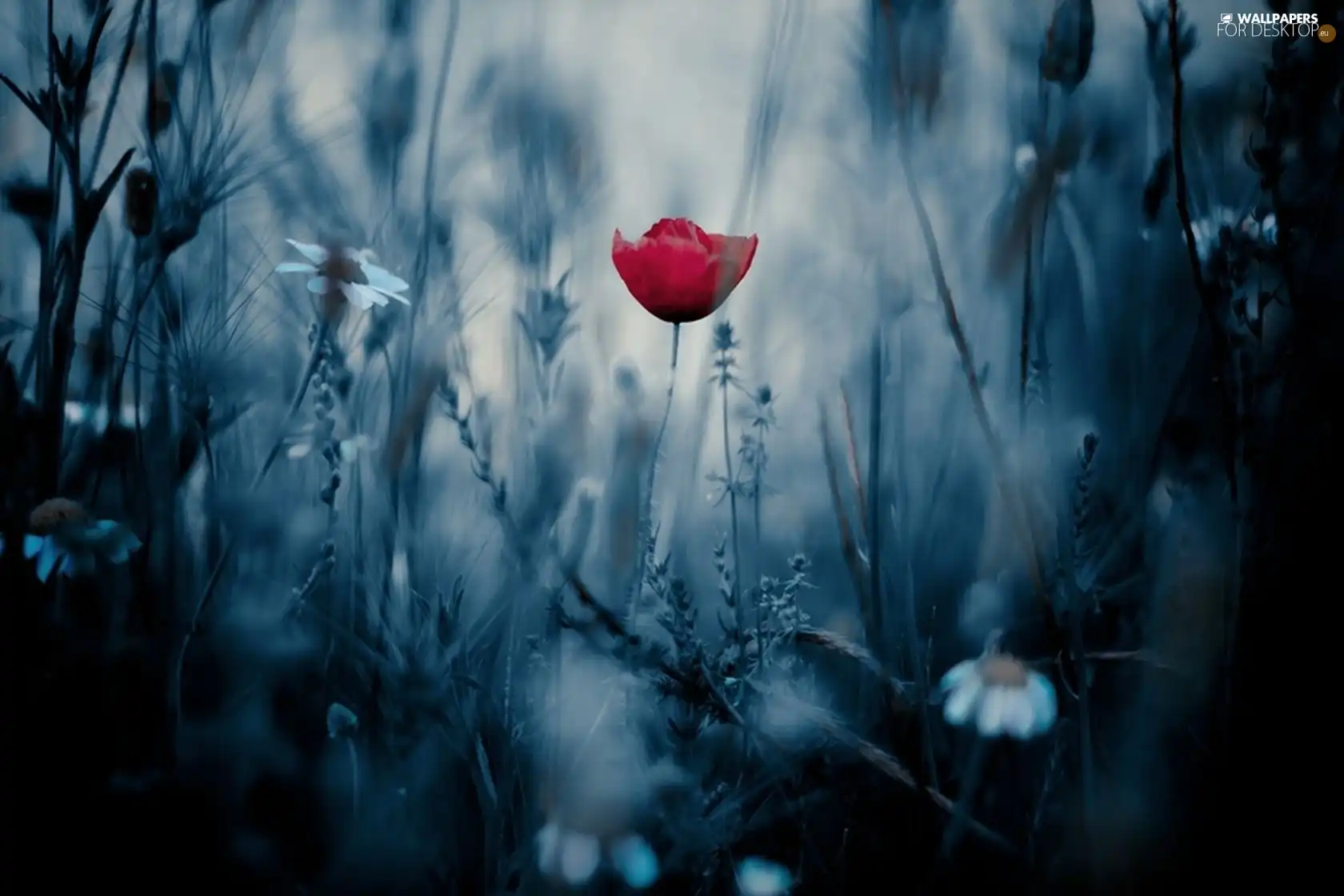 Colourfull Flowers, Meadow, Red