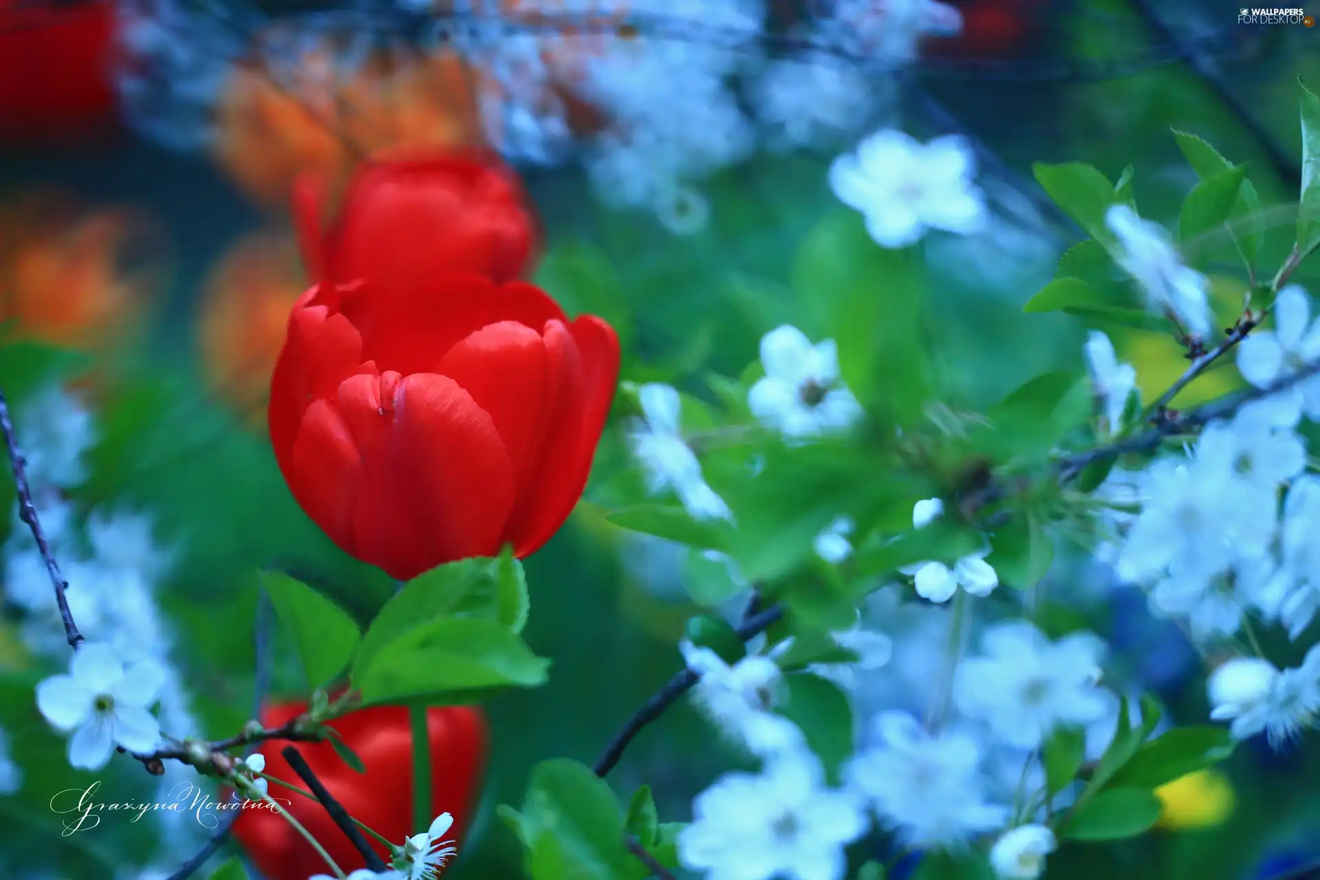 Colourfull Flowers, tulip, Red
