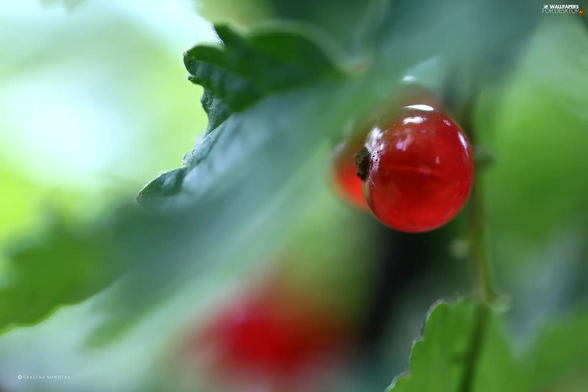 Red Currant, fruit