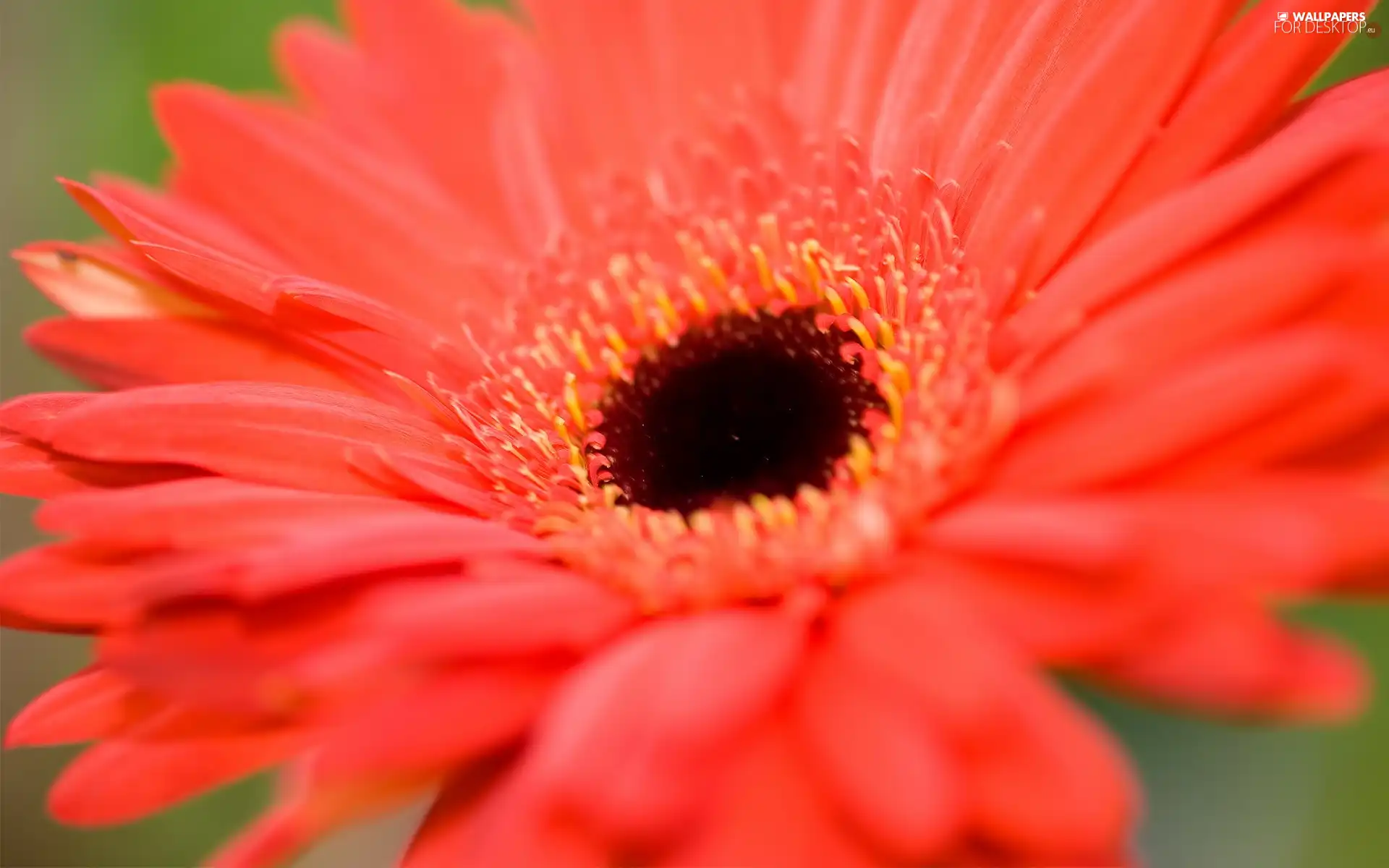 red hot, Gerbera