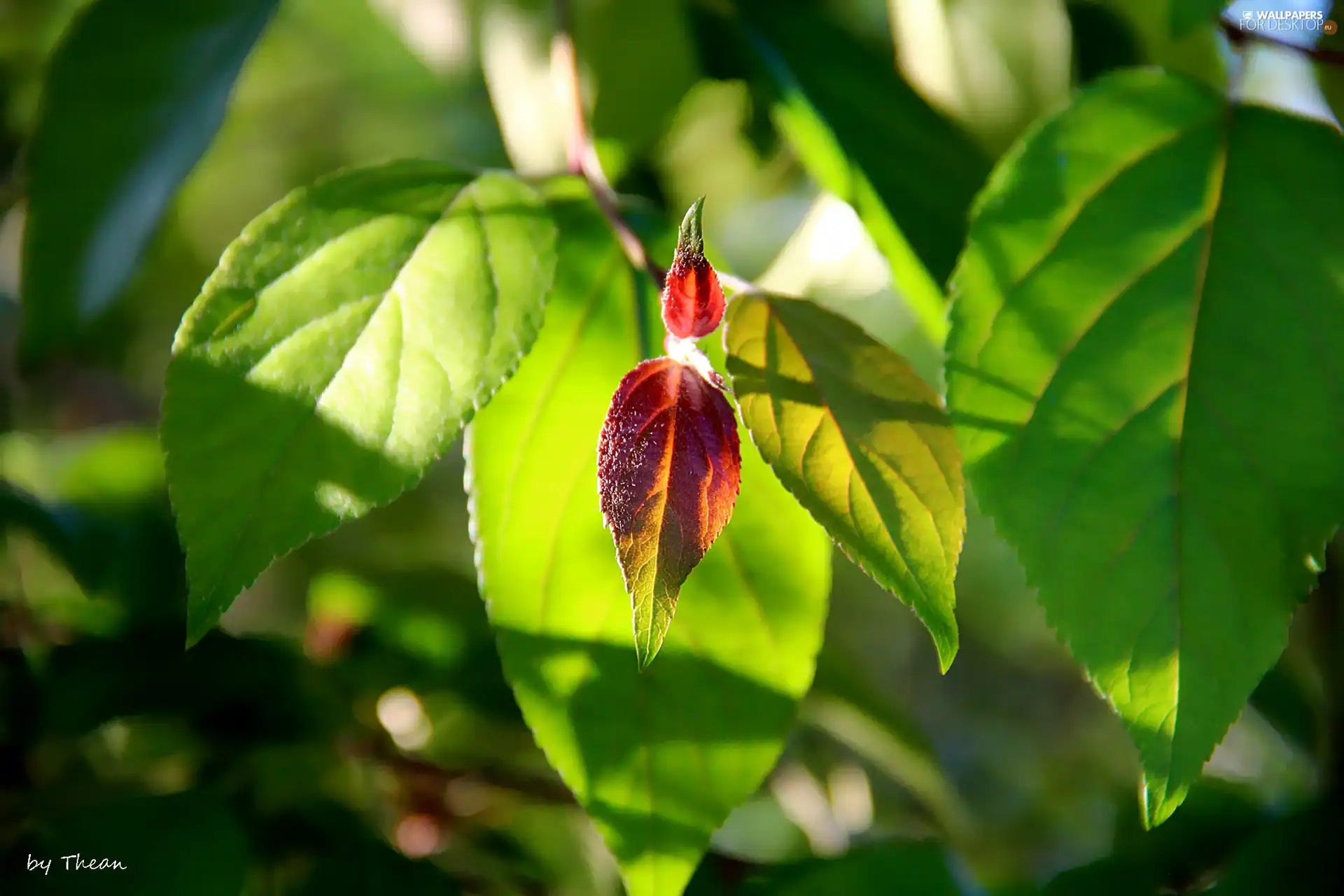 Leaf, green ones, Red