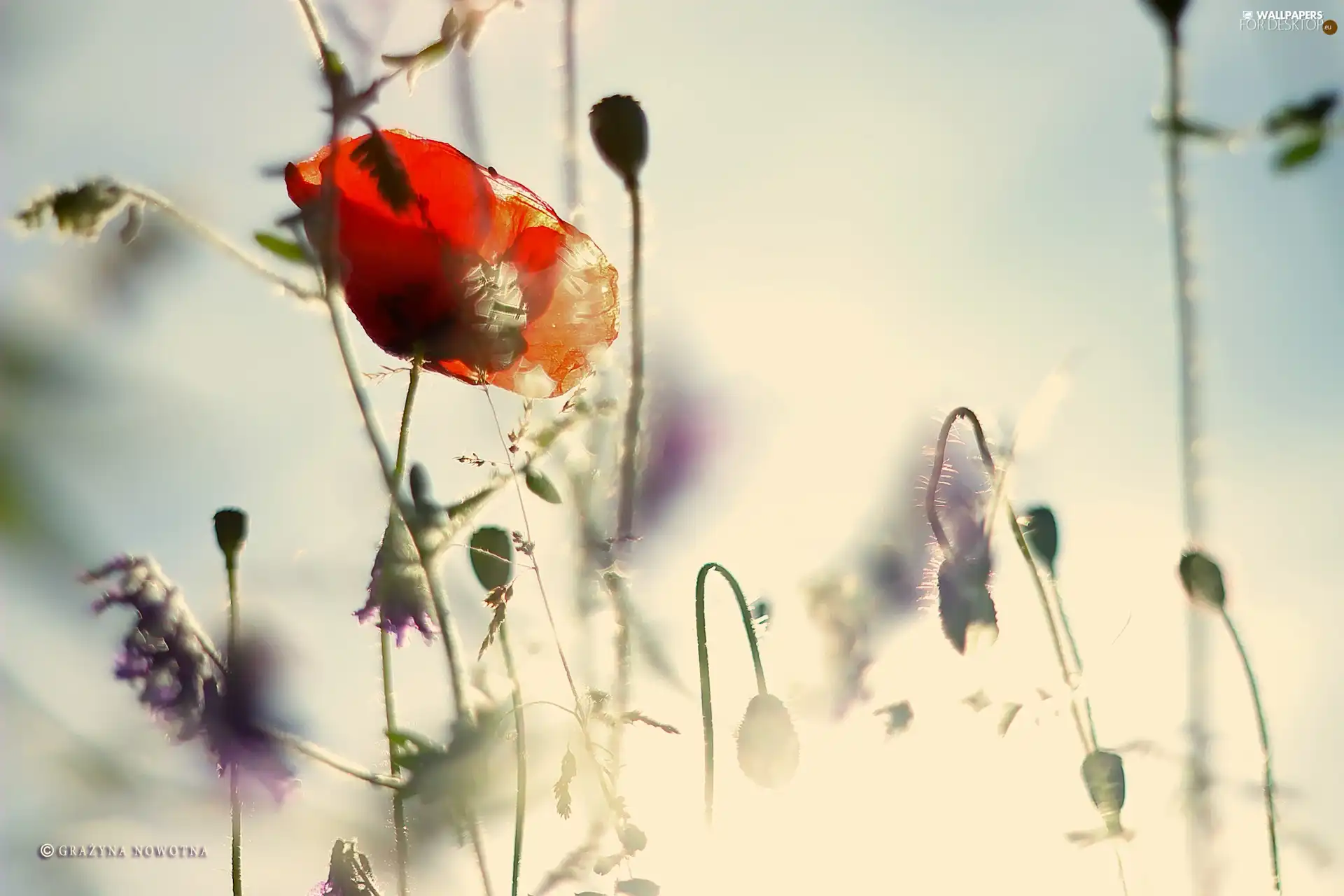 red weed, impression