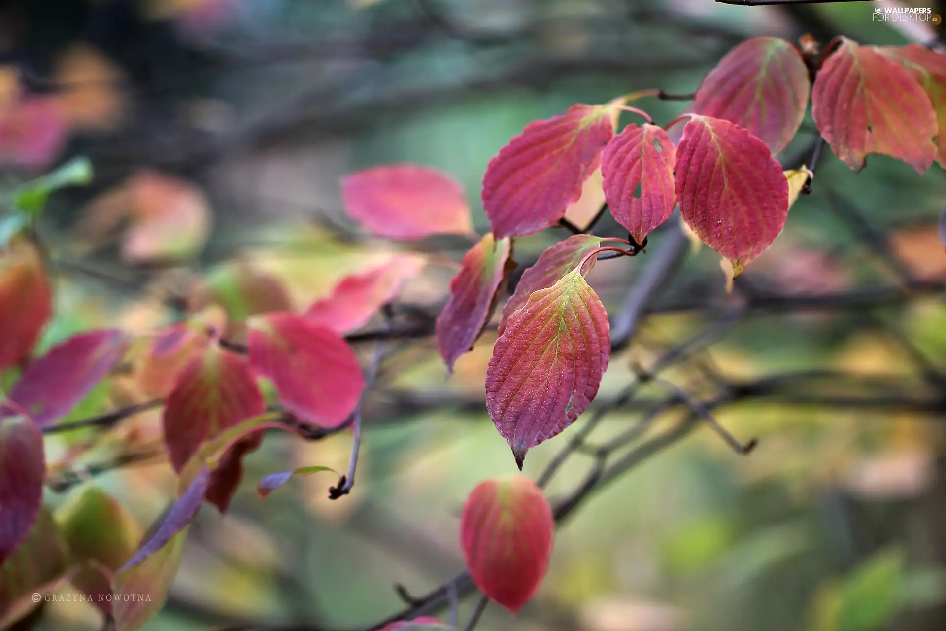 Red, Autumn, Leaf