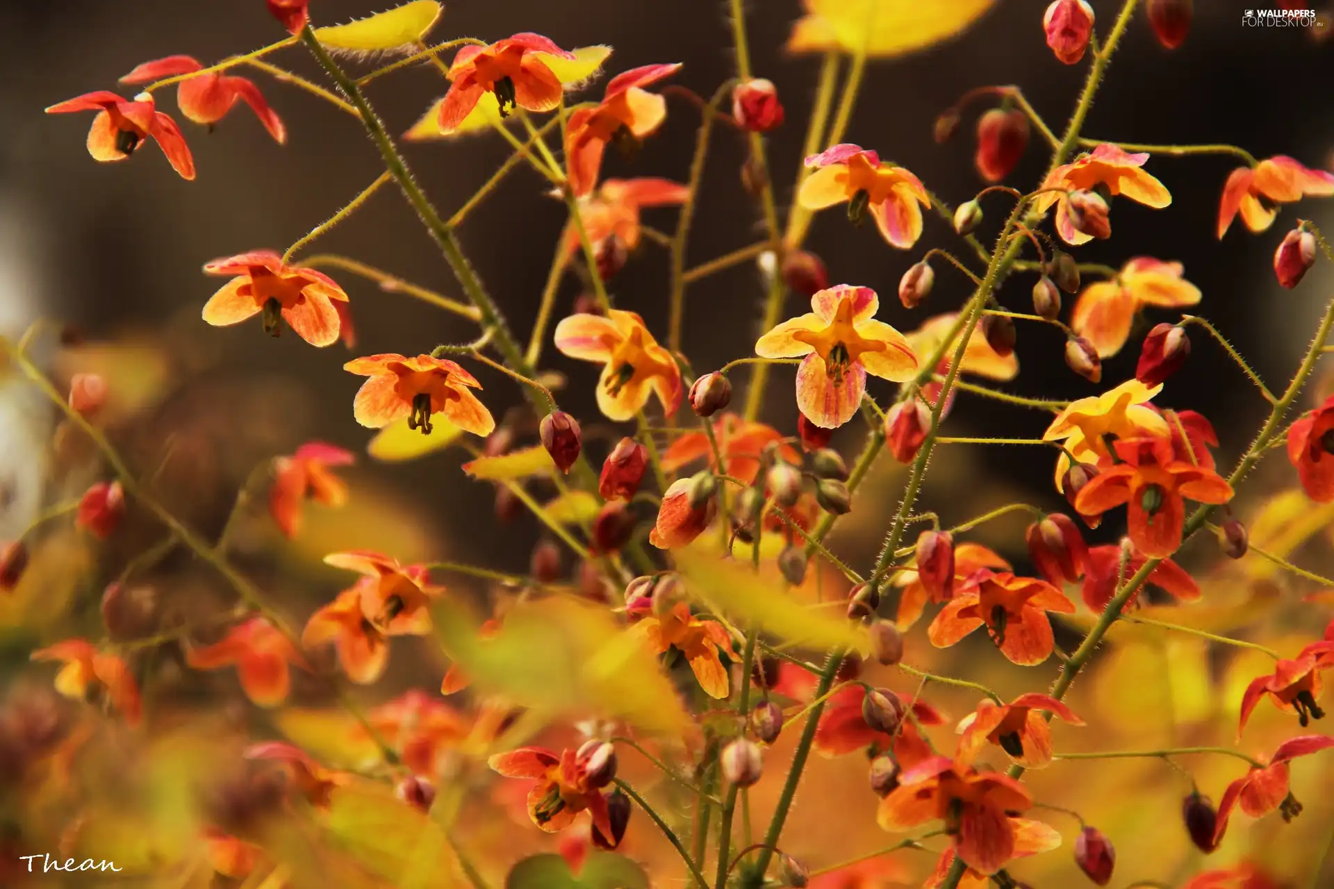 Flowers, little doggies, Red