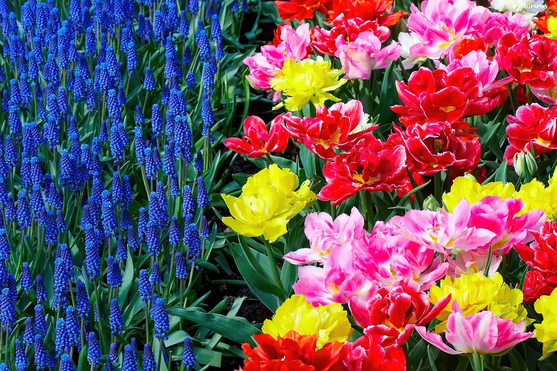 Red, Pink, Blue, yellow, Flowers