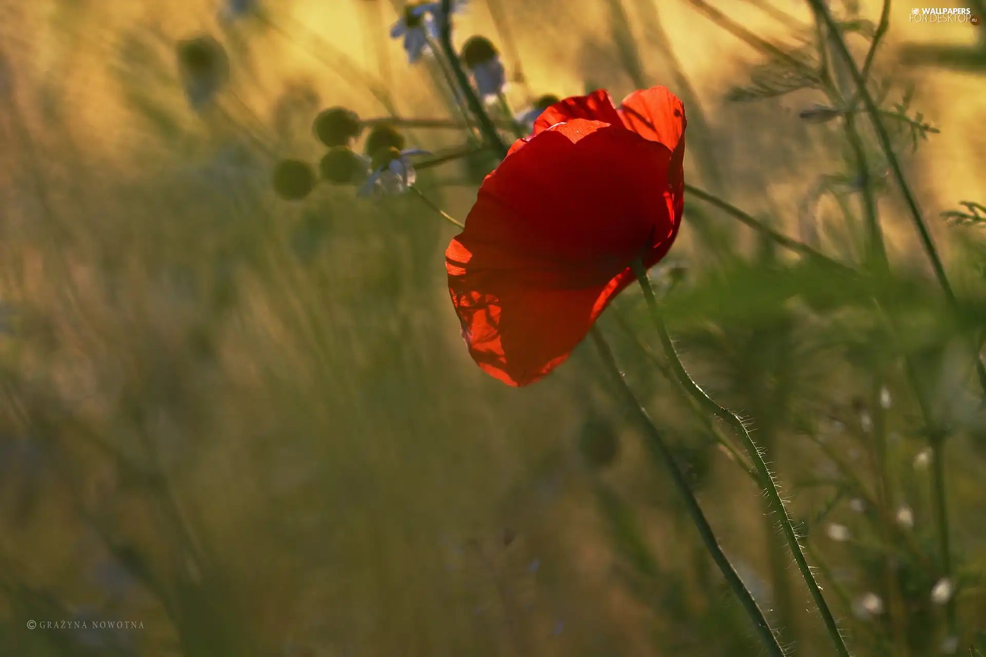 Colourfull Flowers, red weed, Red