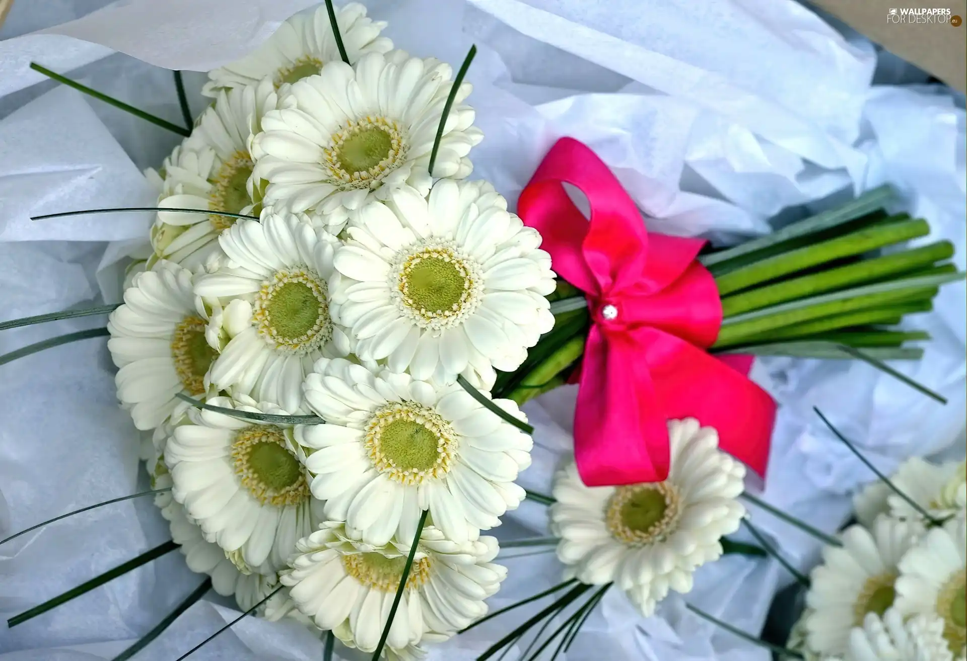 red hot, ribbon, white, Gerbers, bouquet