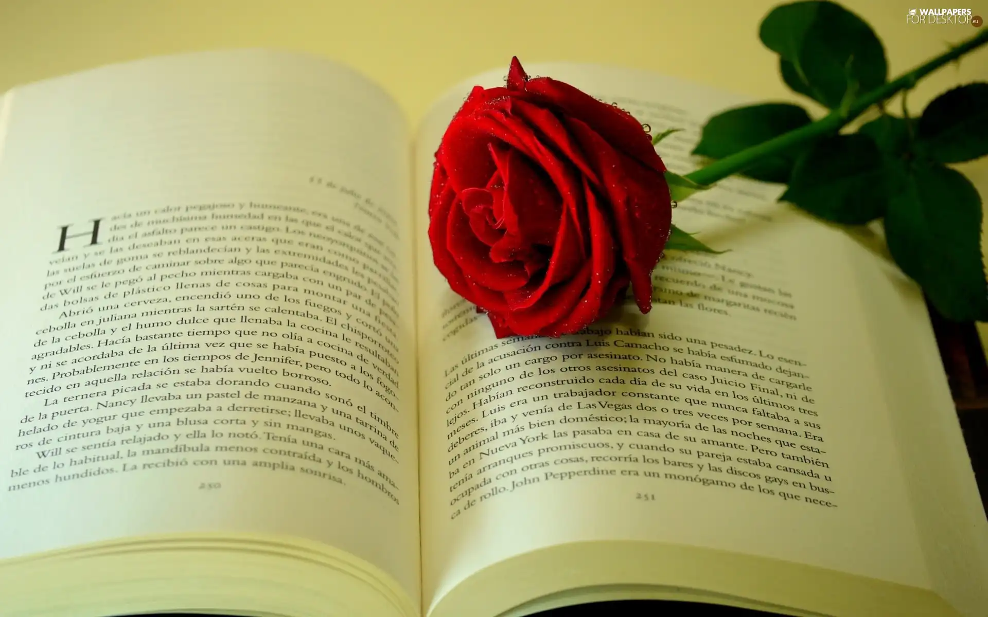 rose, Book, red hot