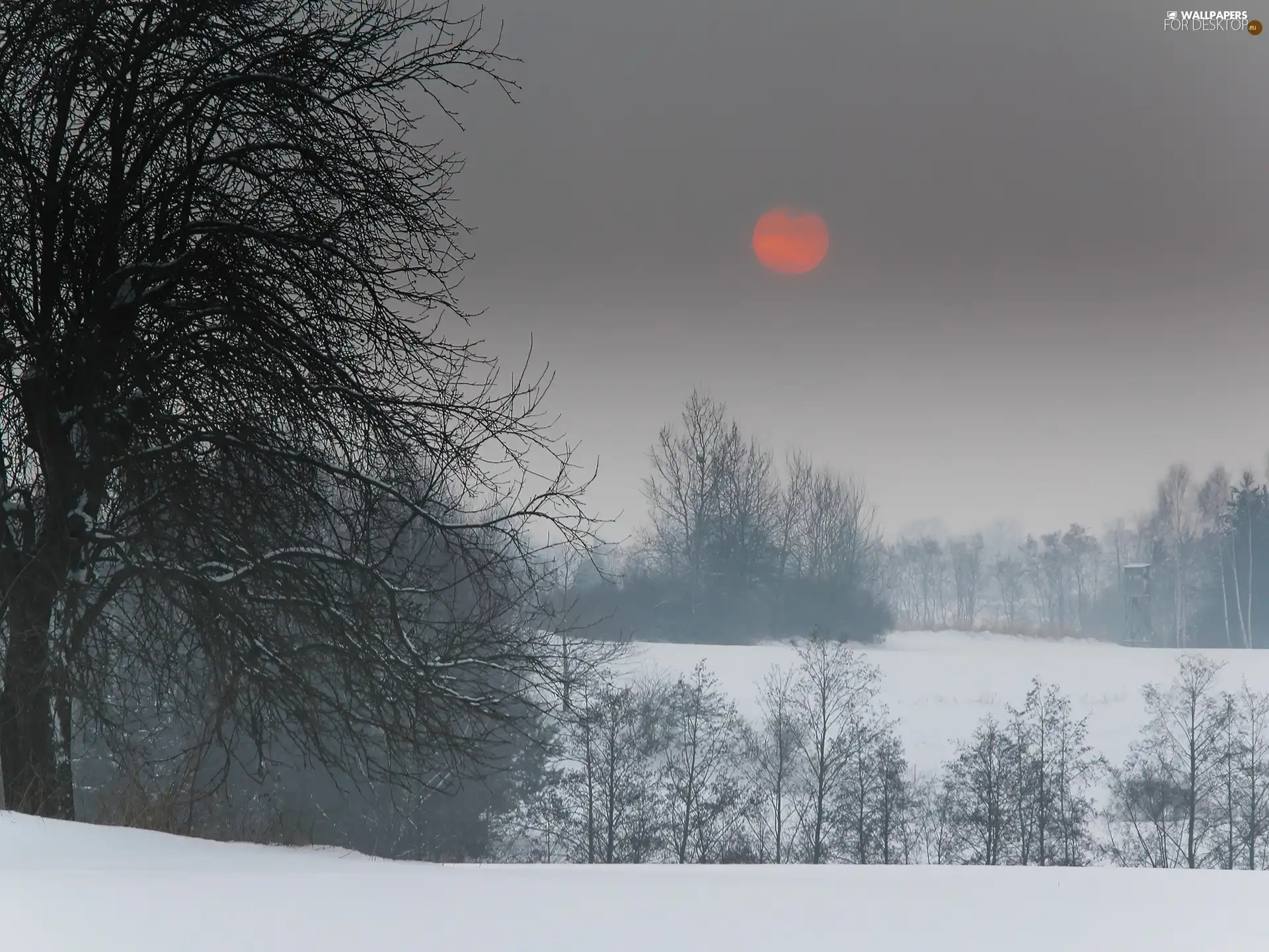 Red, sun, trees, viewes, winter