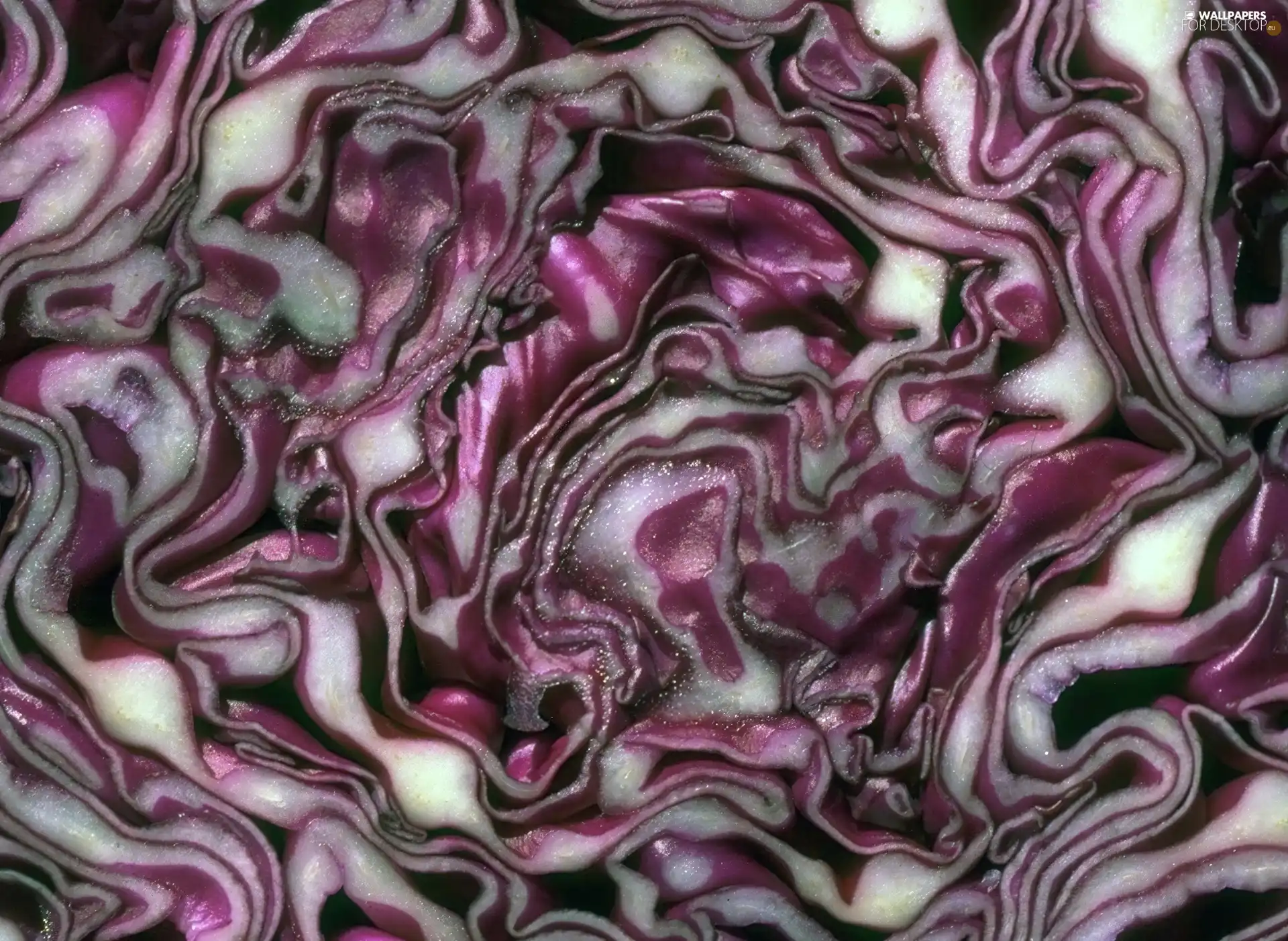 cabbage, the cut, red hot