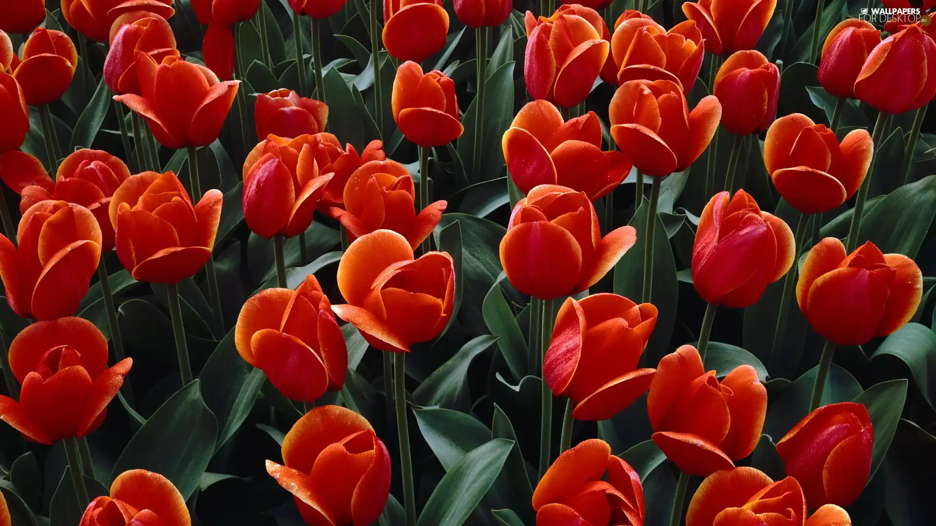 Tulips, Red