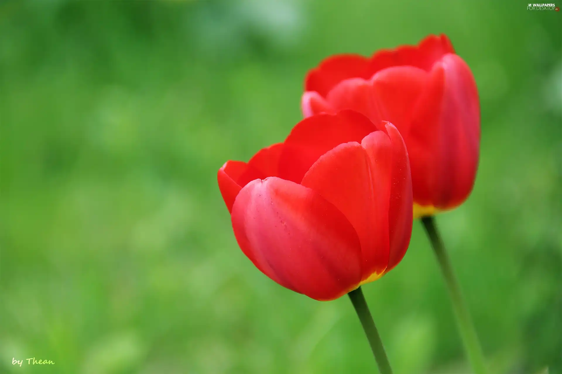 Tulips, Two cars, Red