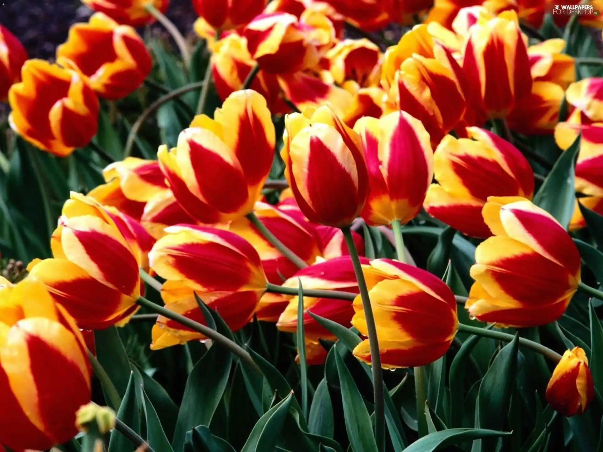 Red, Tulips, yellow