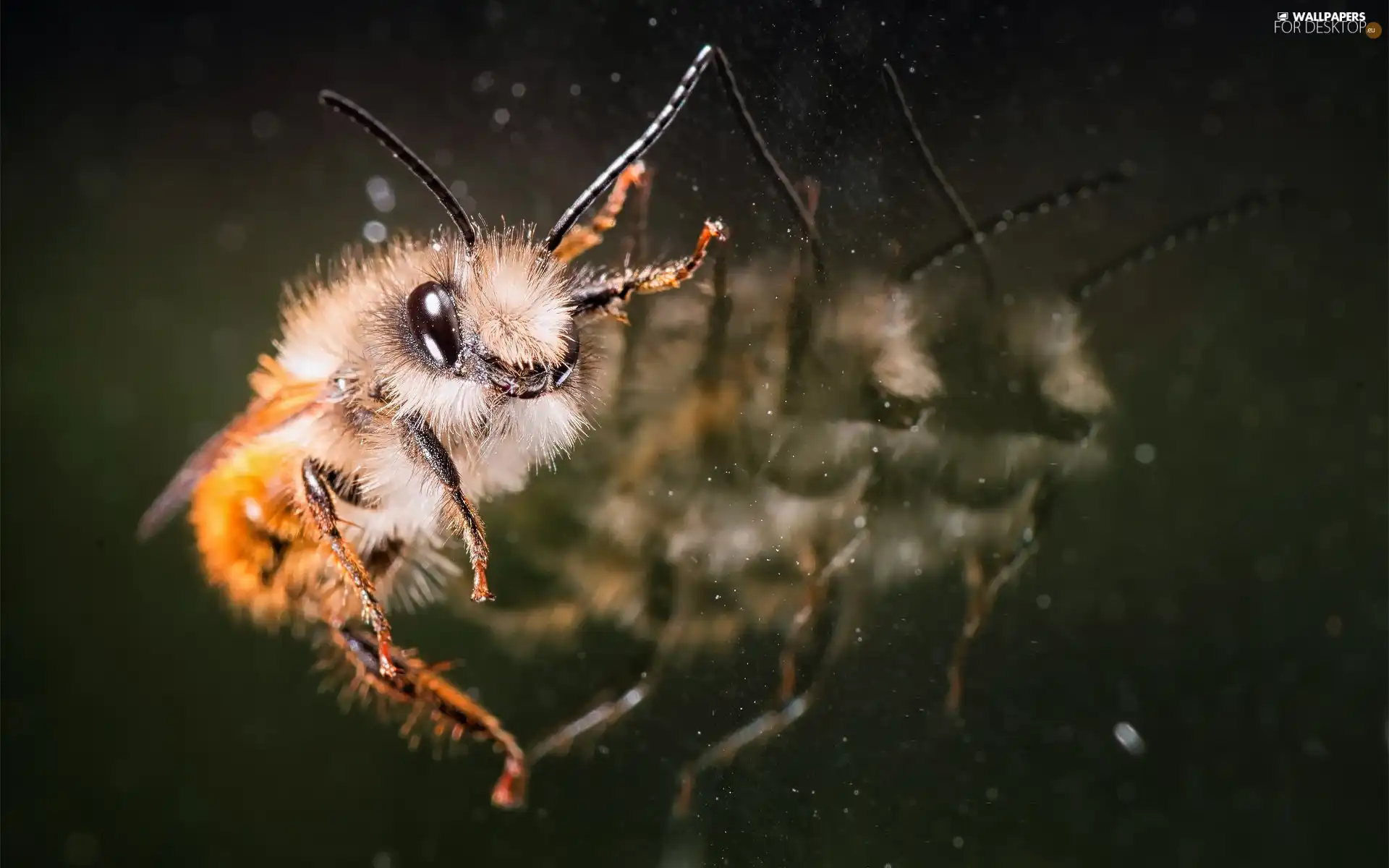 bee, reflection