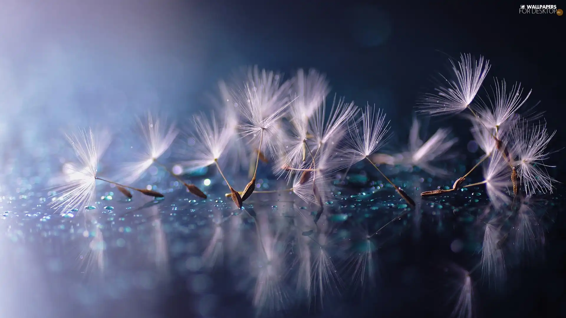 drops, dandelions, reflection, Close, water, Achenes