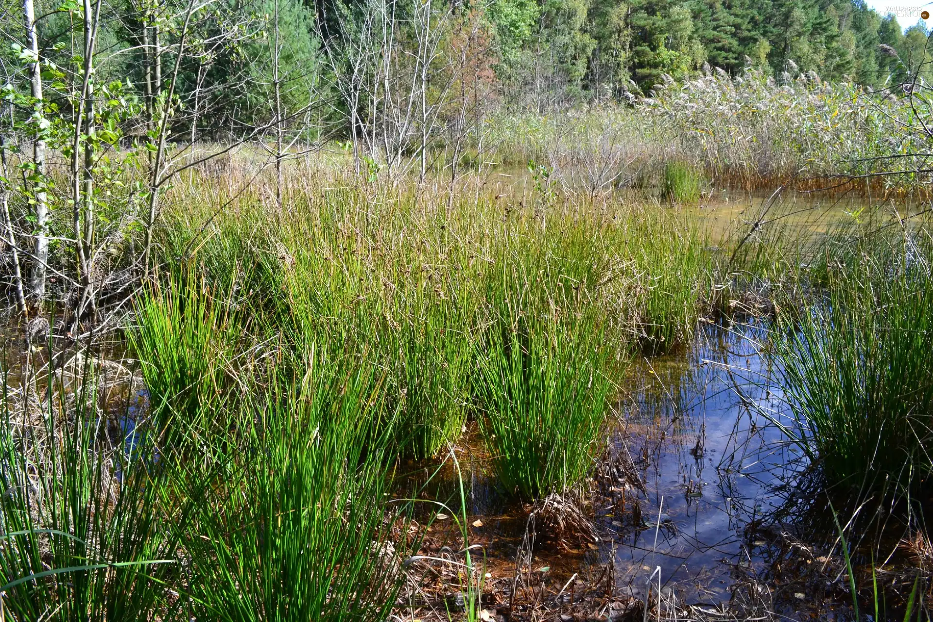 reflection, Heaven, lakes, bulrush, coast