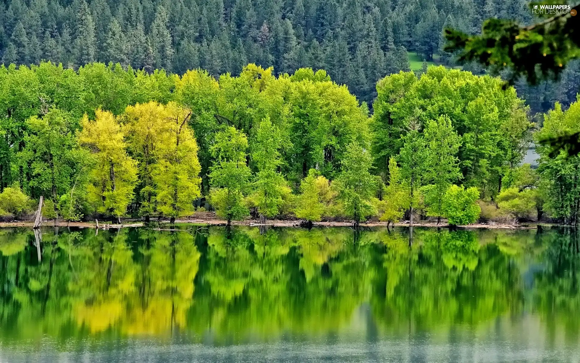 reflection, forest, lake