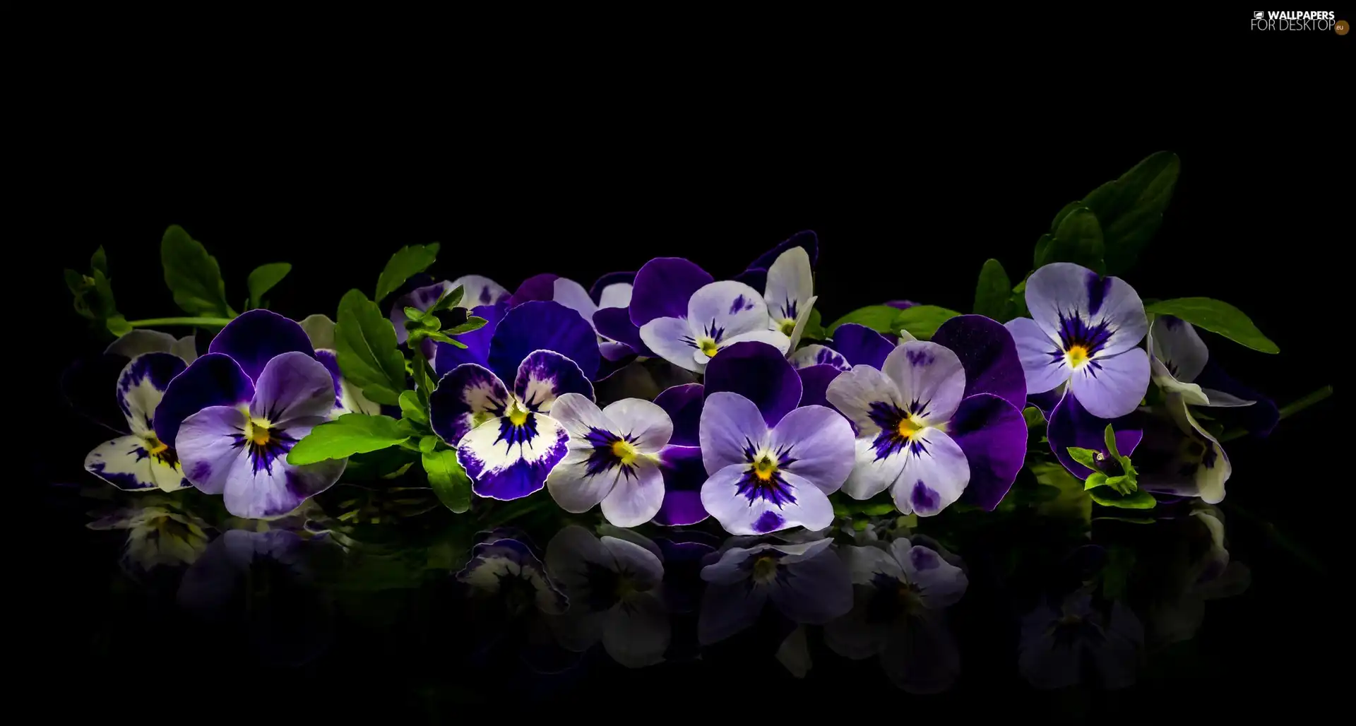 background, reflection, Leaf, dark, pansies