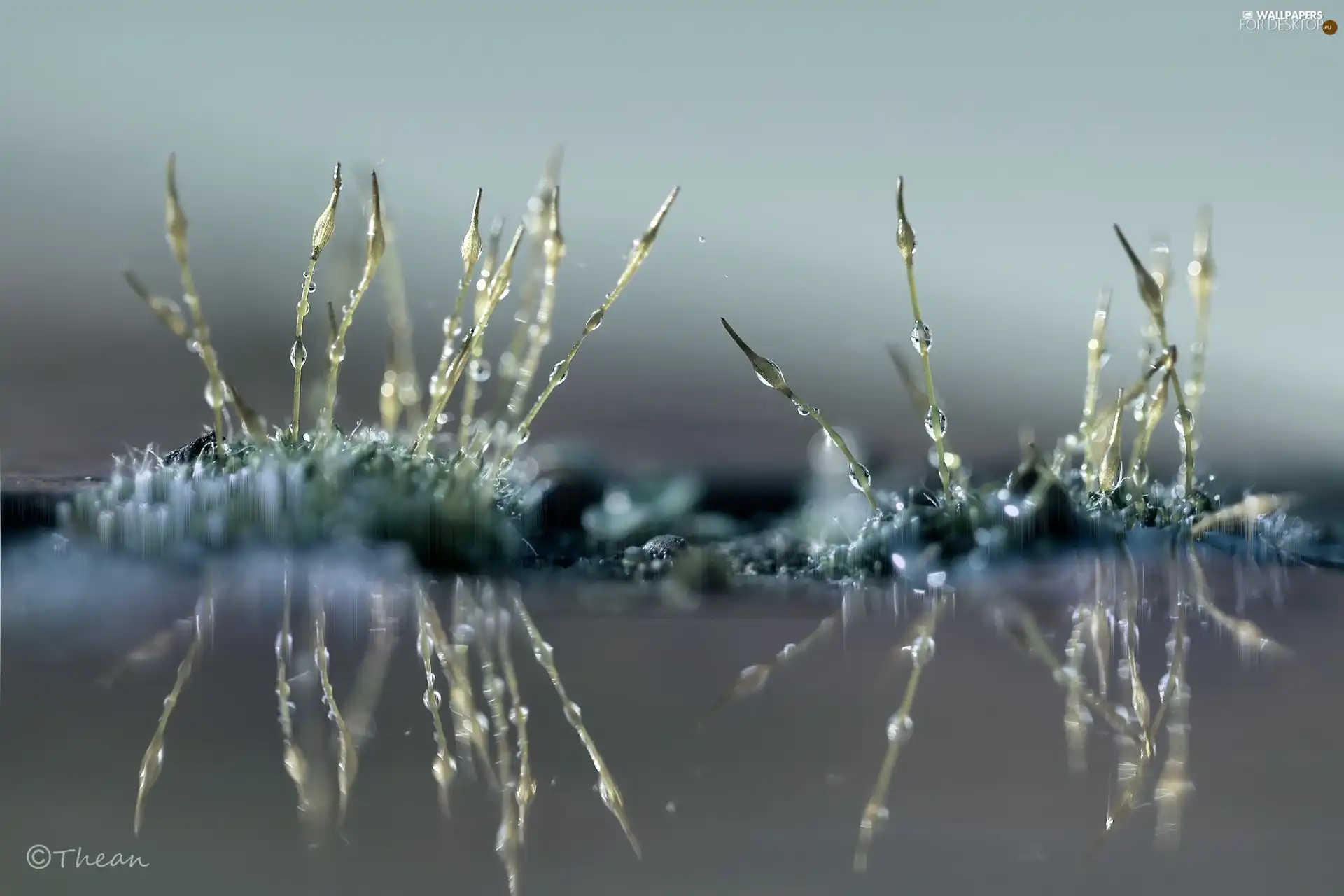 mosses, Close, reflection, blades