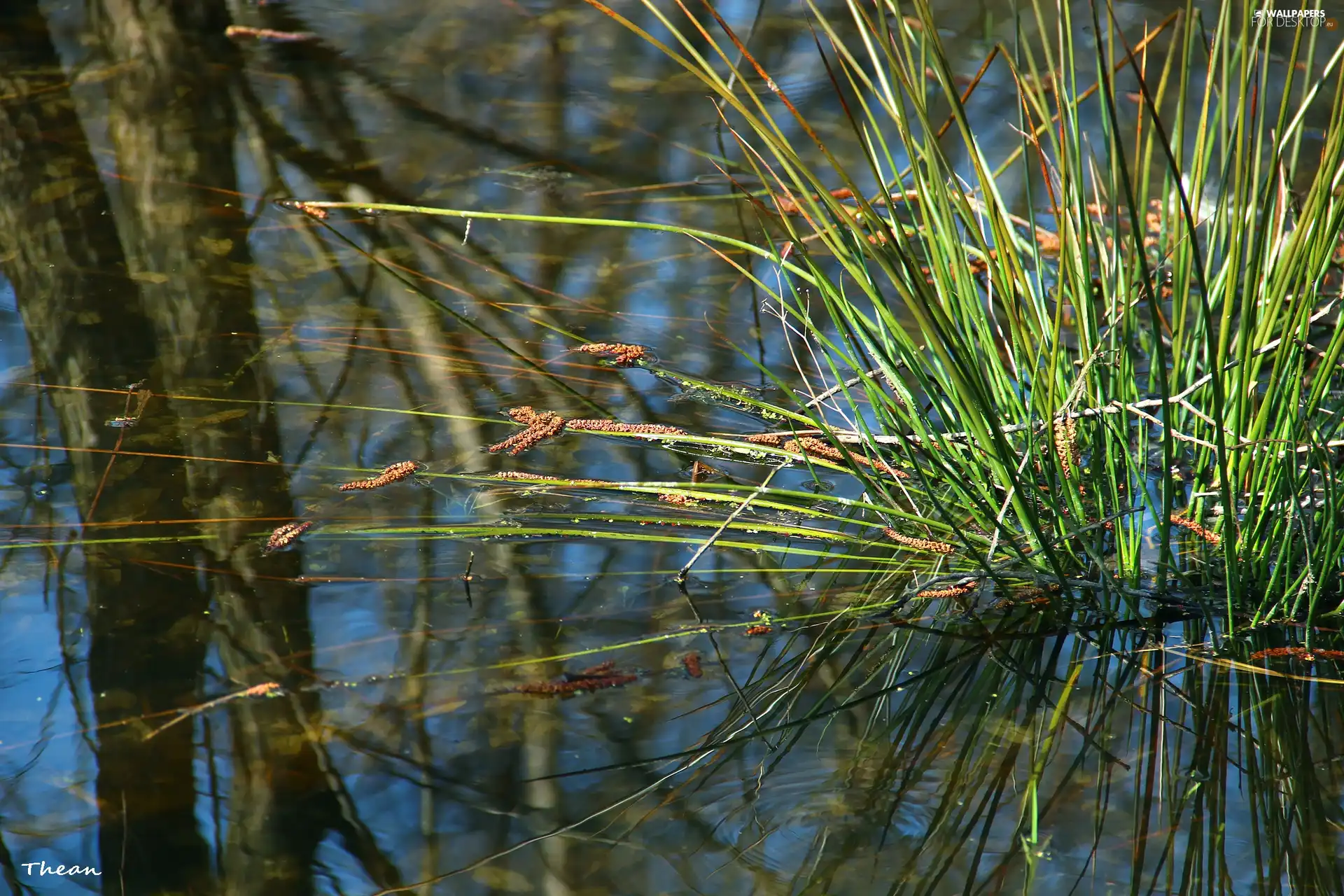 reflection, grass, water