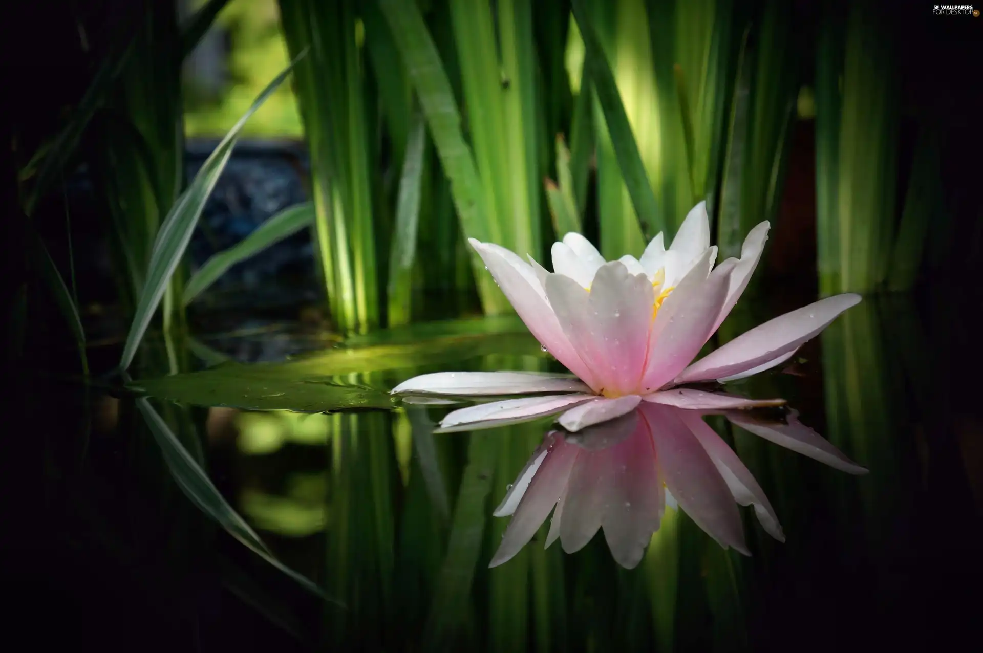 reflection, Lily, water