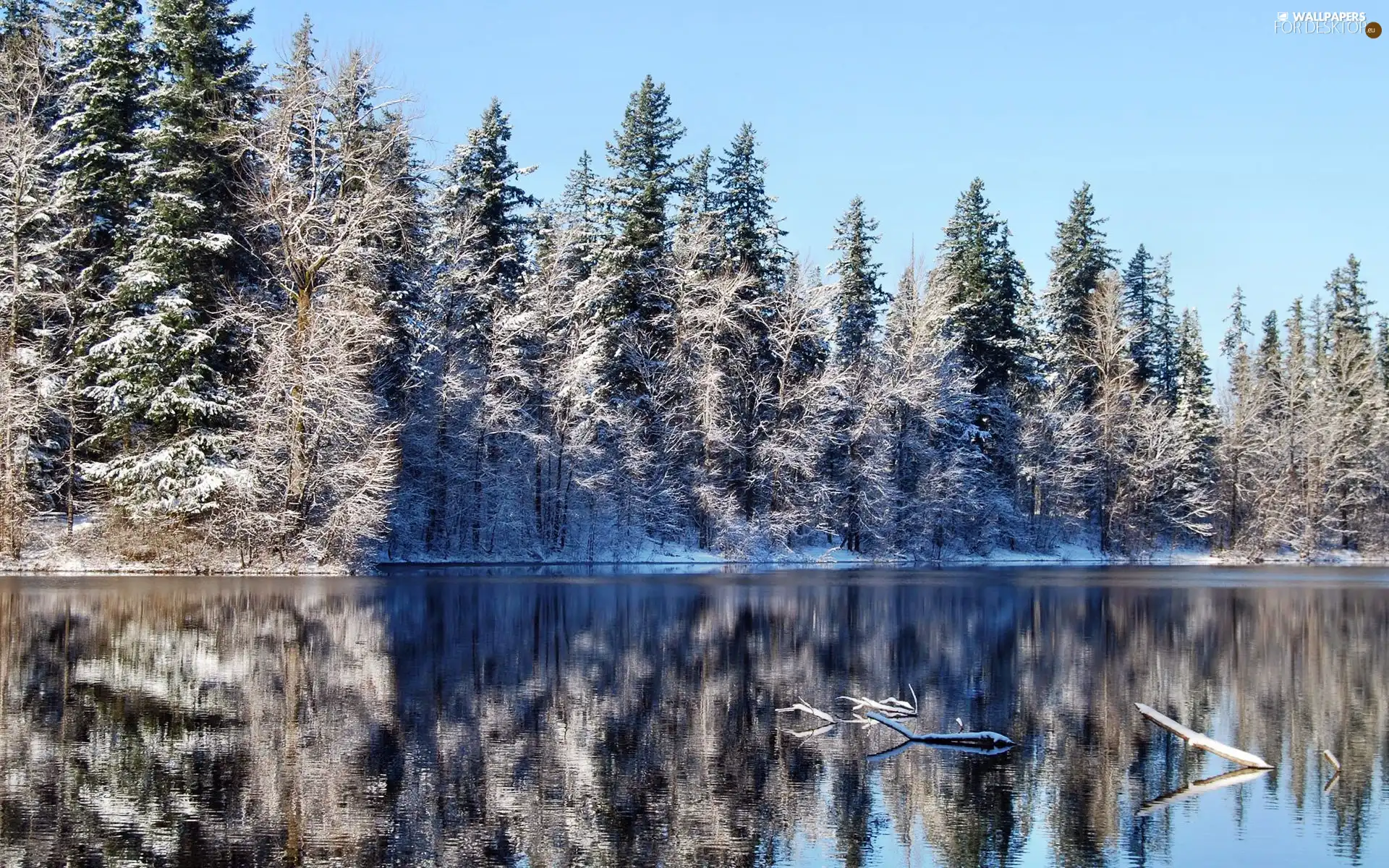 winter, forest, reflection, lake