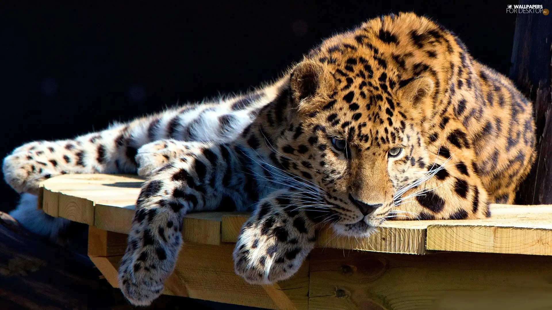 Leopards, resting