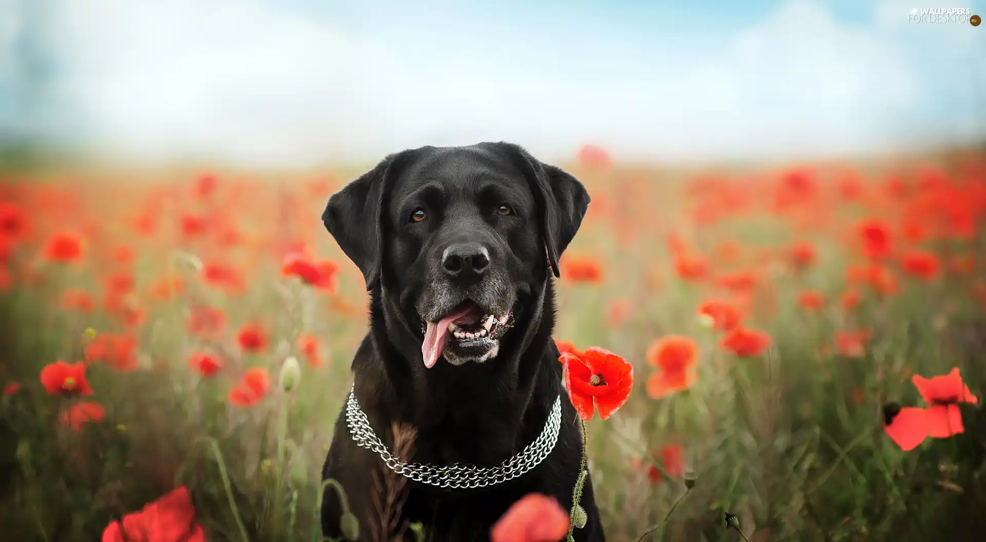 Flowers, papavers, Labrador Retriever, dog-collar, dog
