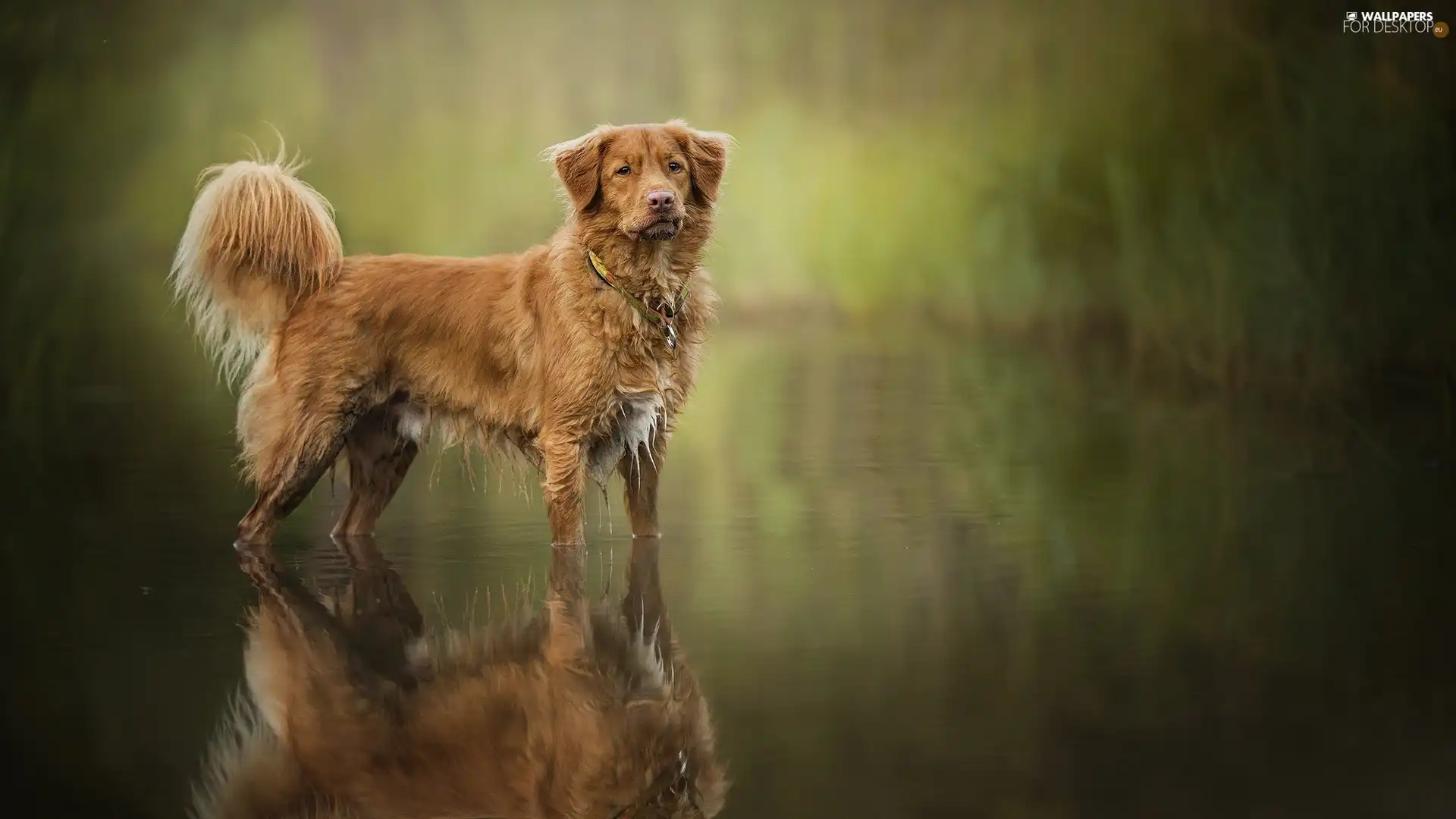 water, dog, Retriever Nova Scotia