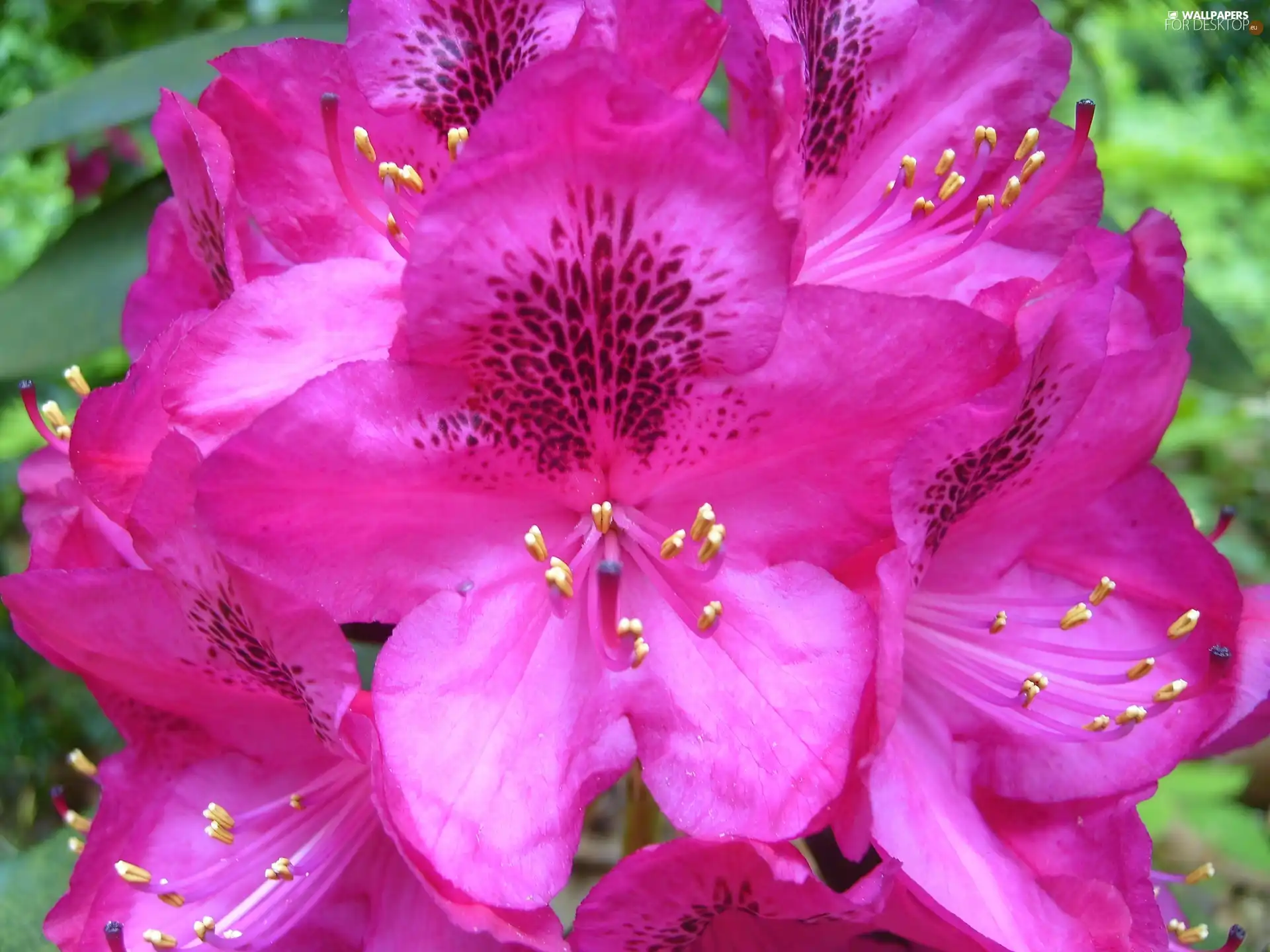 rhododendron