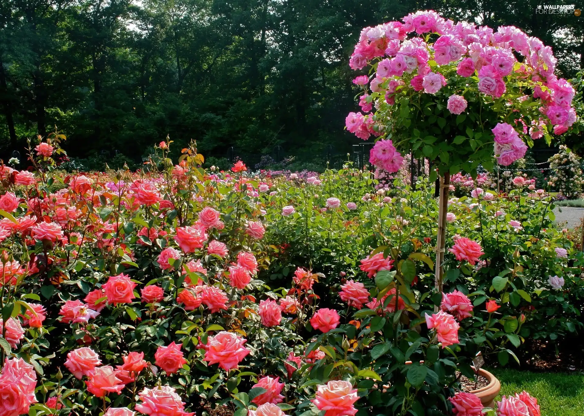 rhododendron