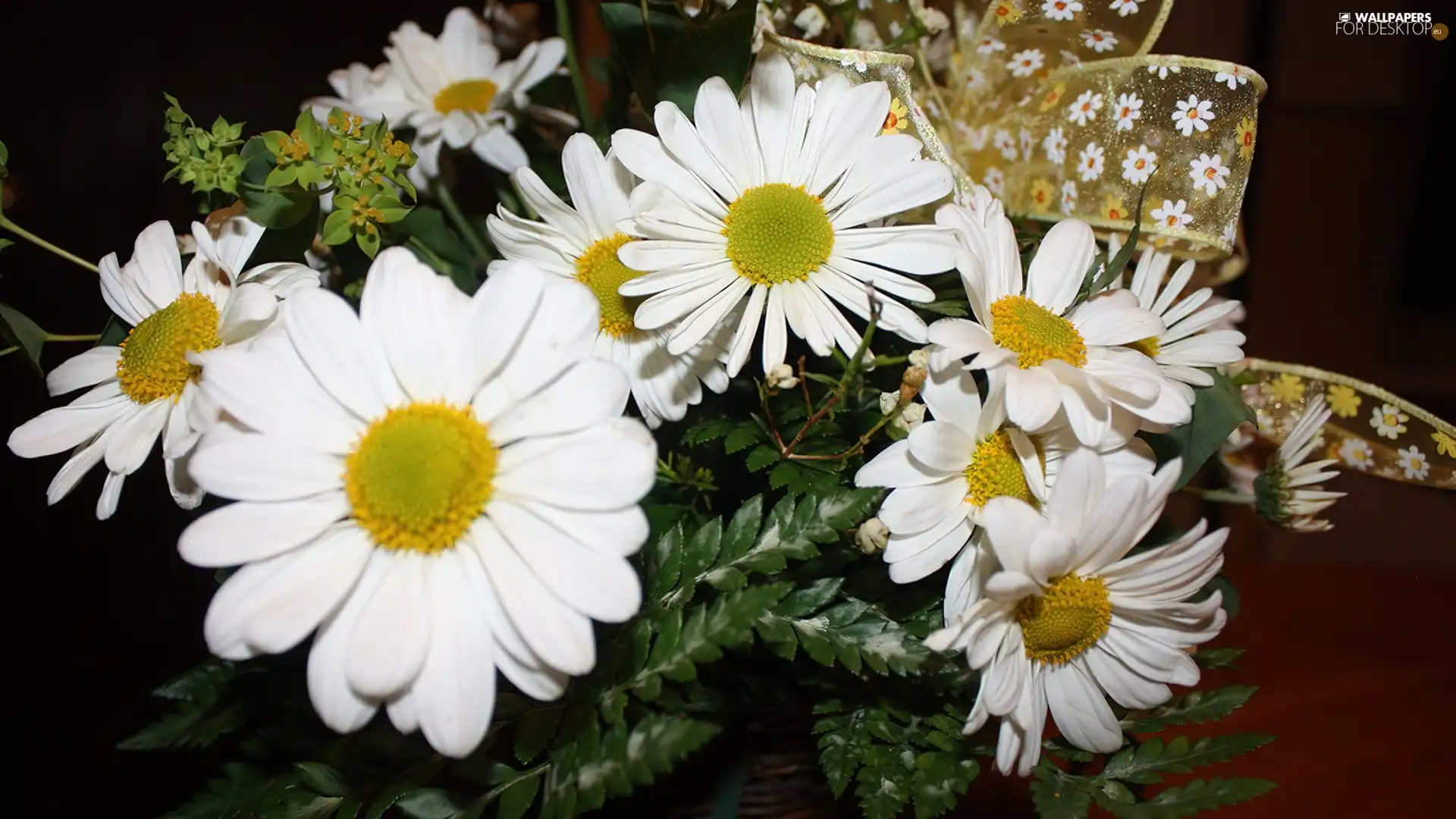 ribbon, White, daisy