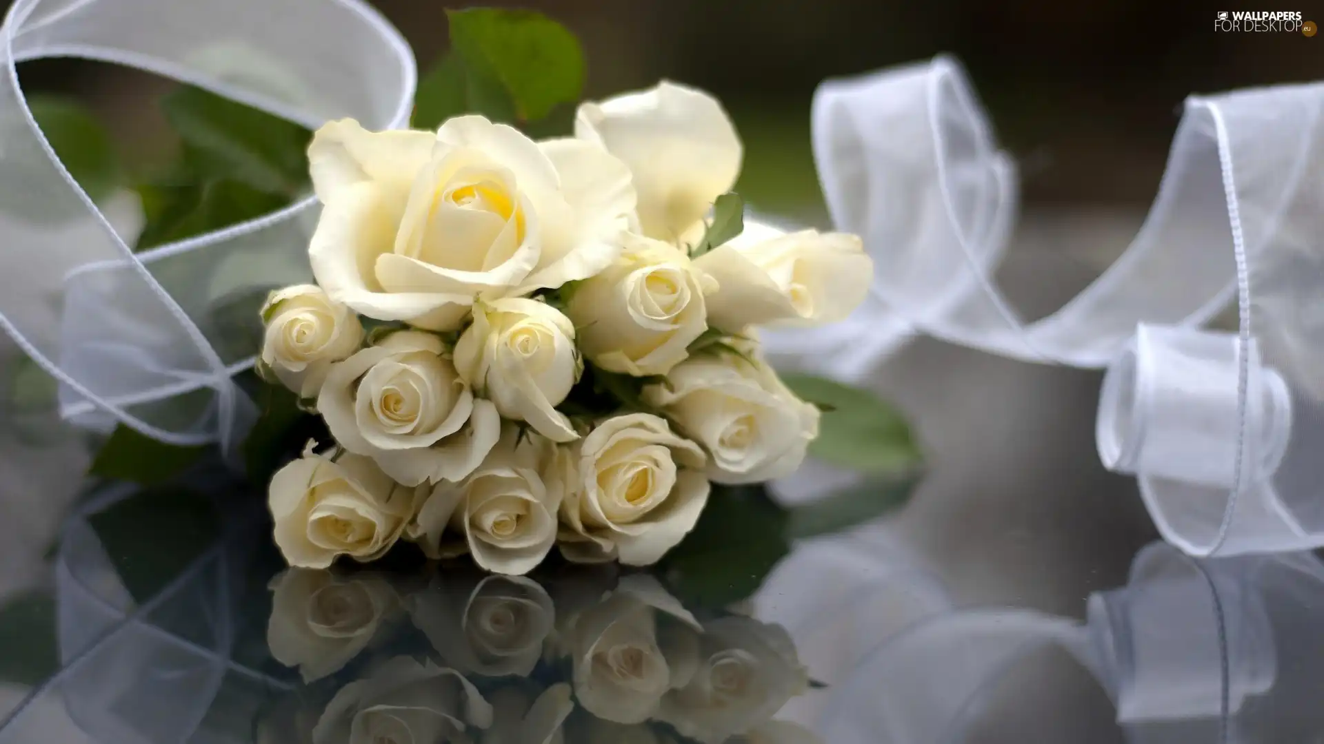 ribbon, White, roses