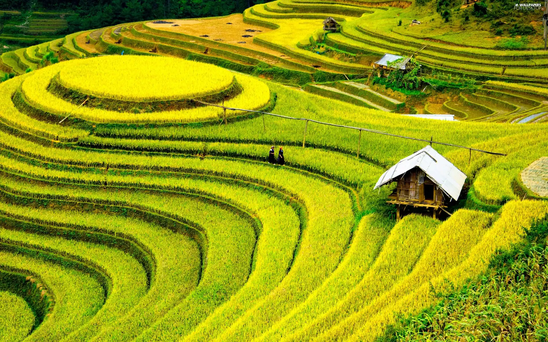 People, field, rice, China, plantations, Houses